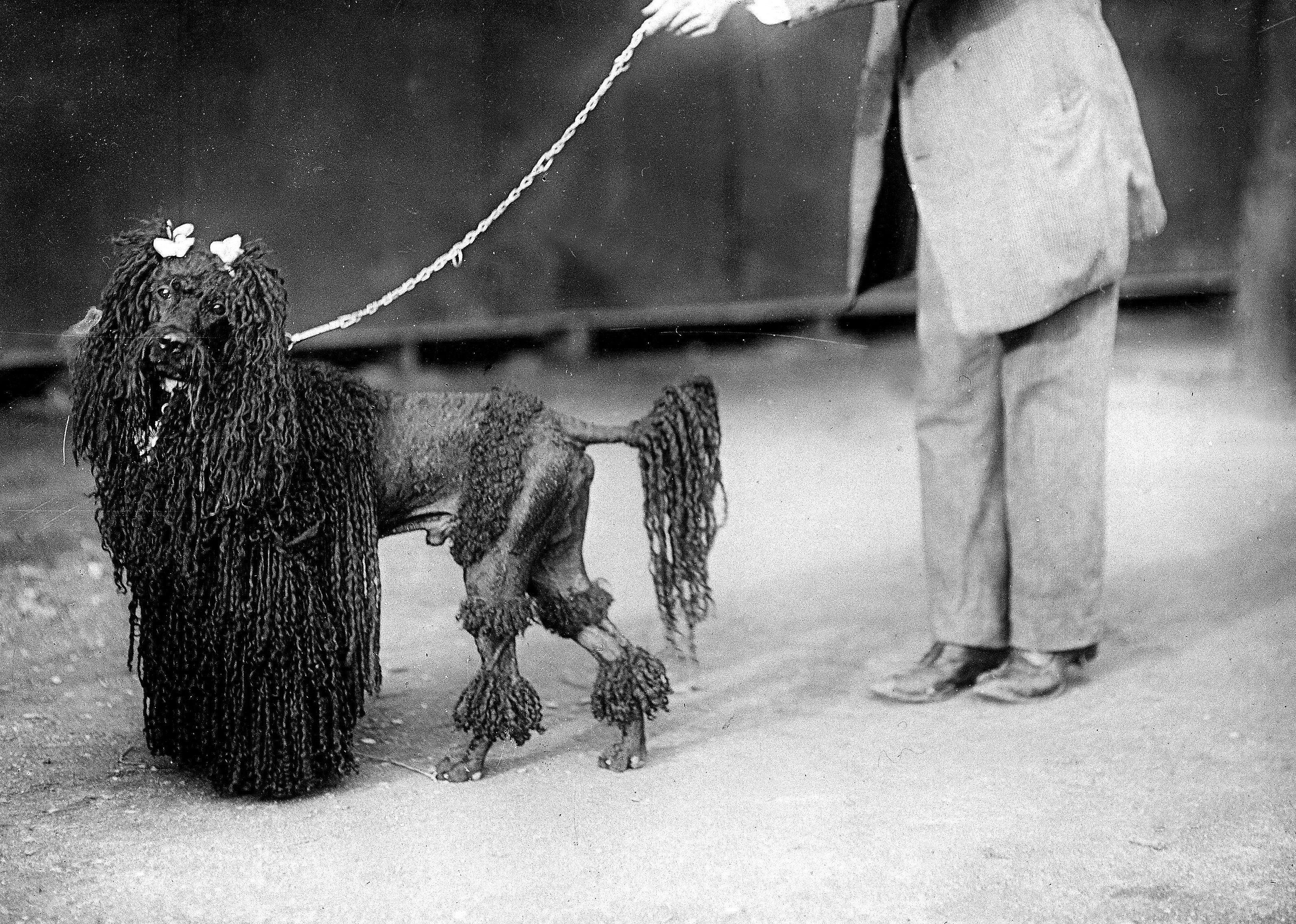#5. Poodle