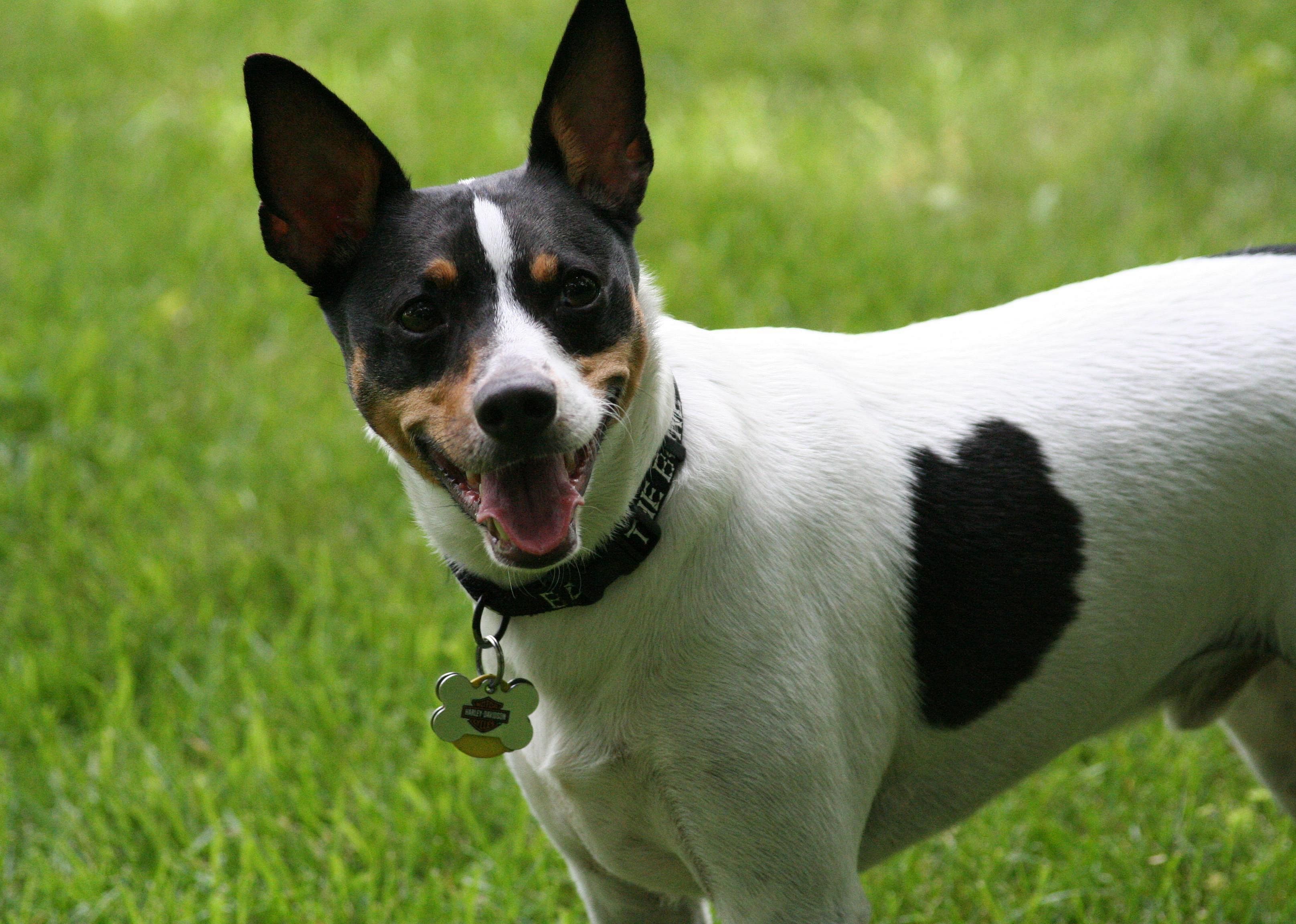 #91. Rat terrier