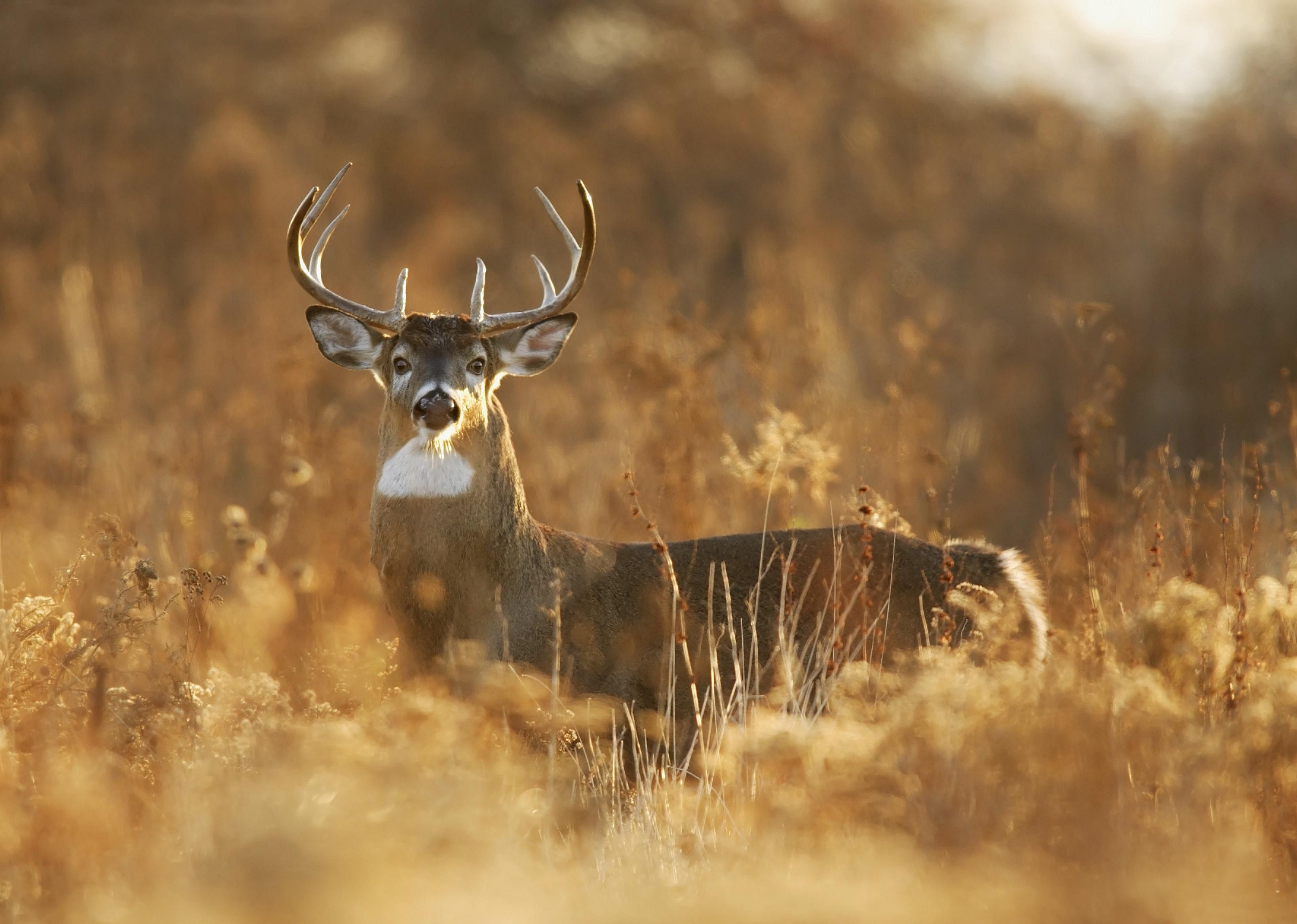 Answer: Arkansas