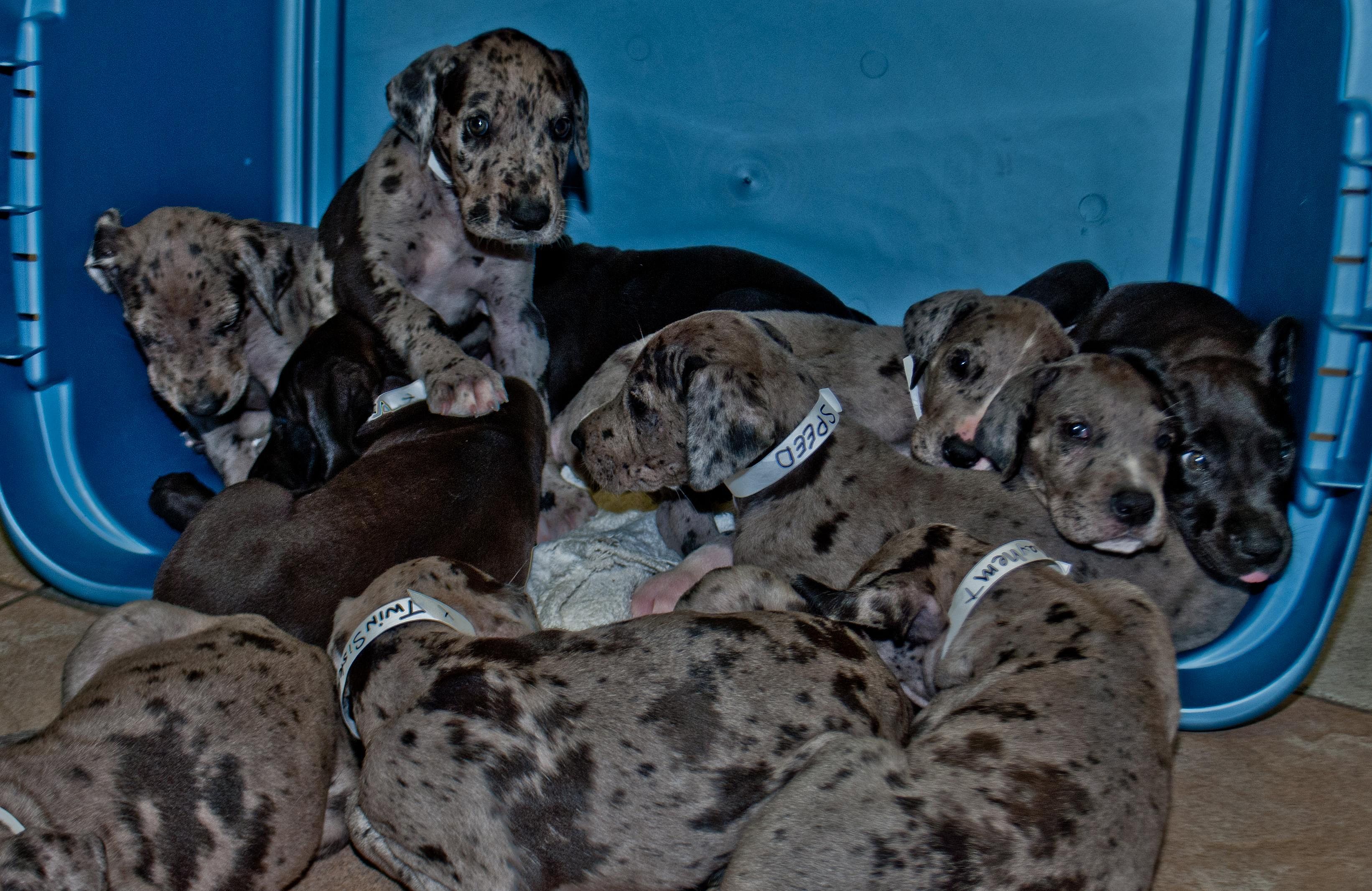 #19. Great Dane