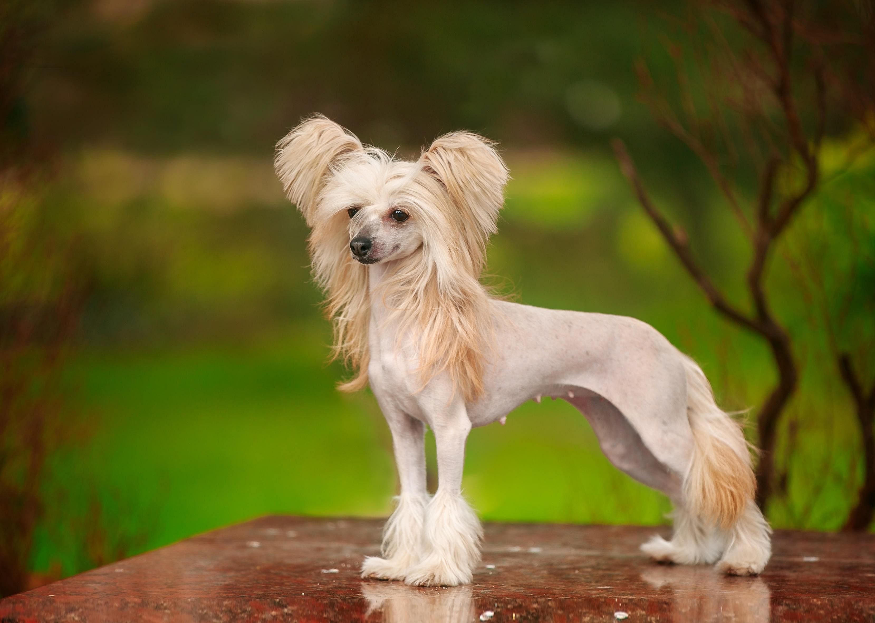 Answer: Dog breed #37