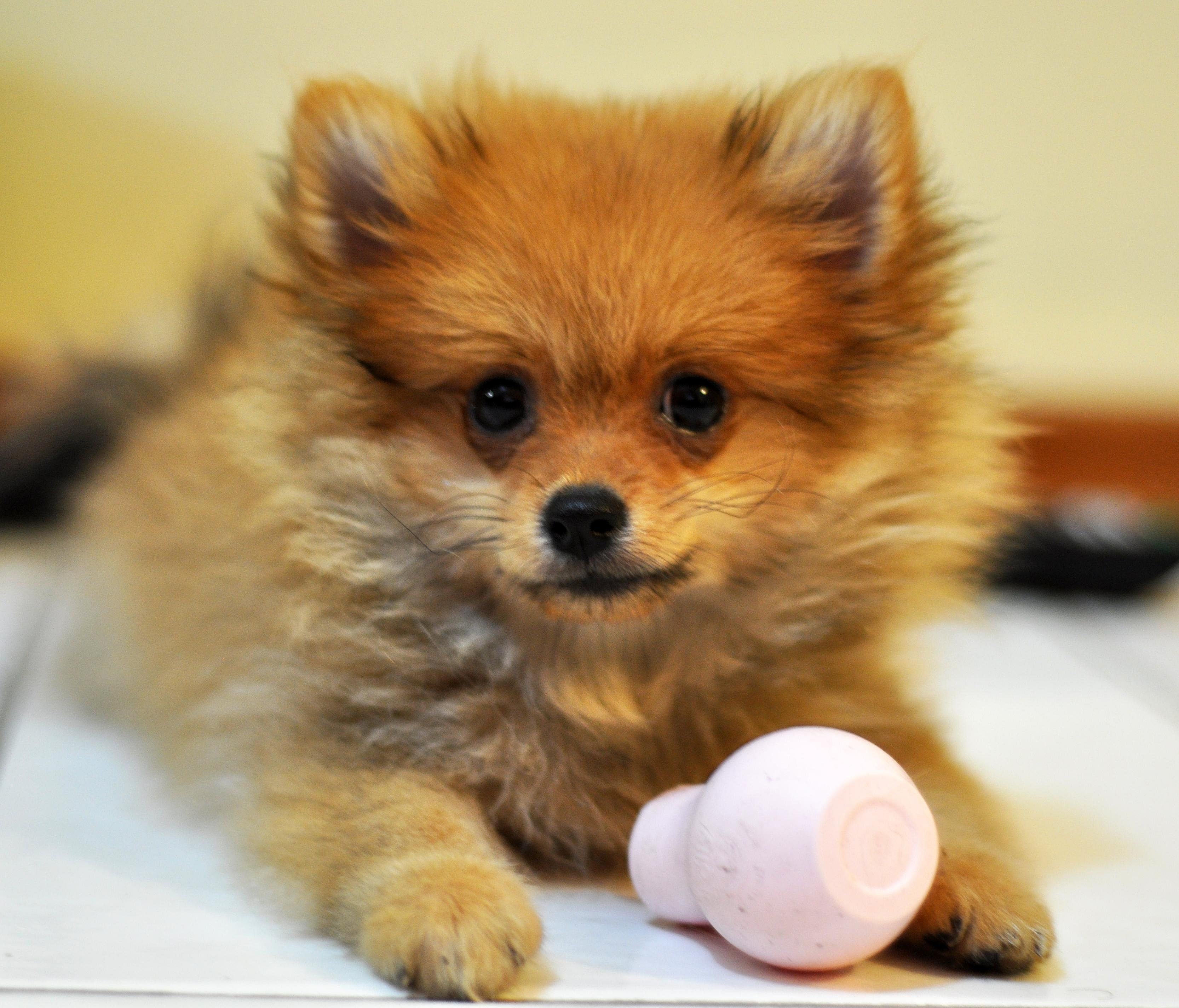 #22. Pomeranian