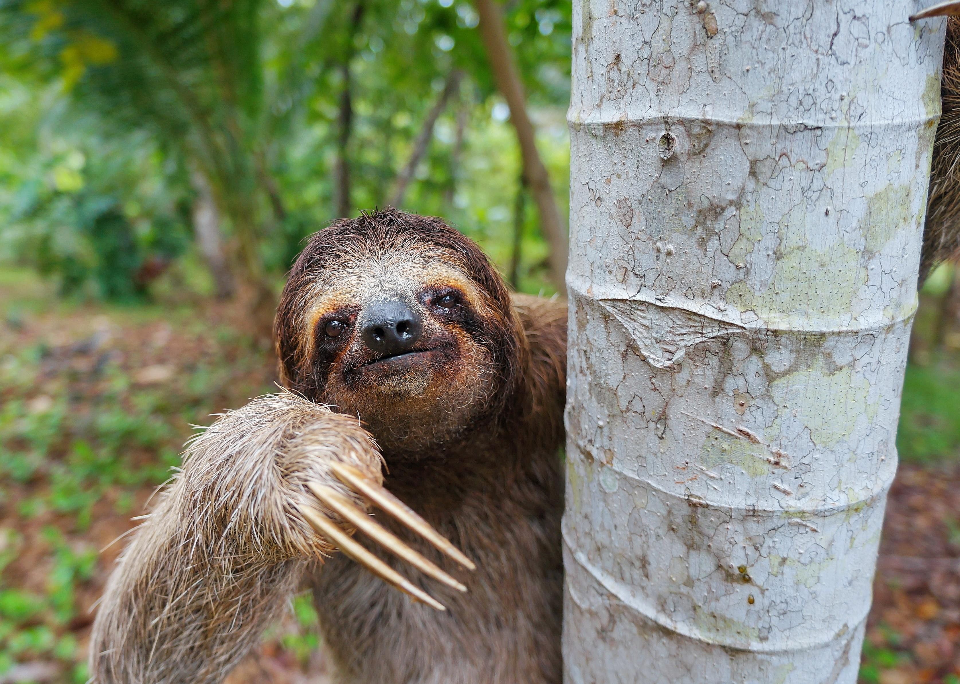 Sloths, pyralid moths, and algae