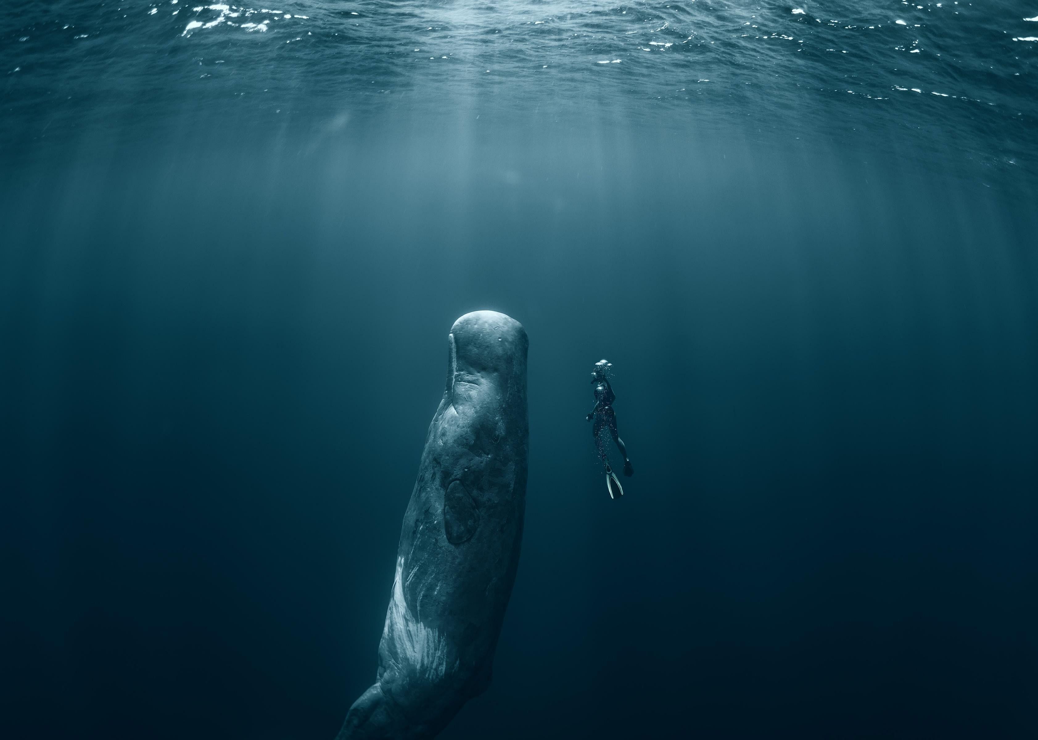 Sperm whales sleep vertically