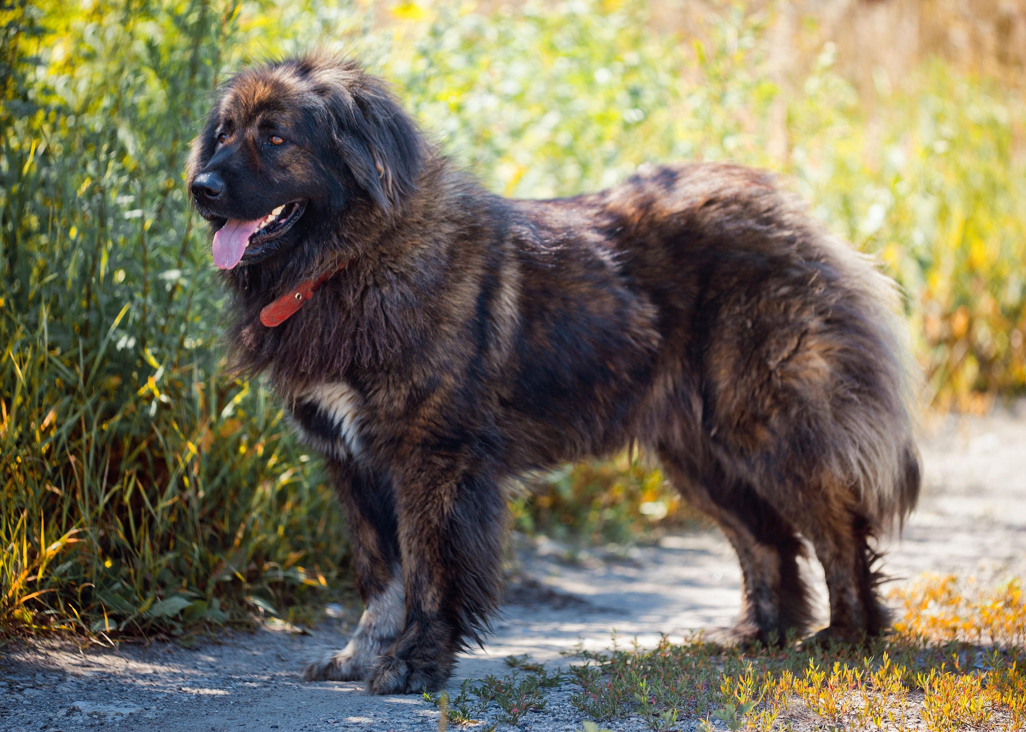 Clue: Dog breed #13