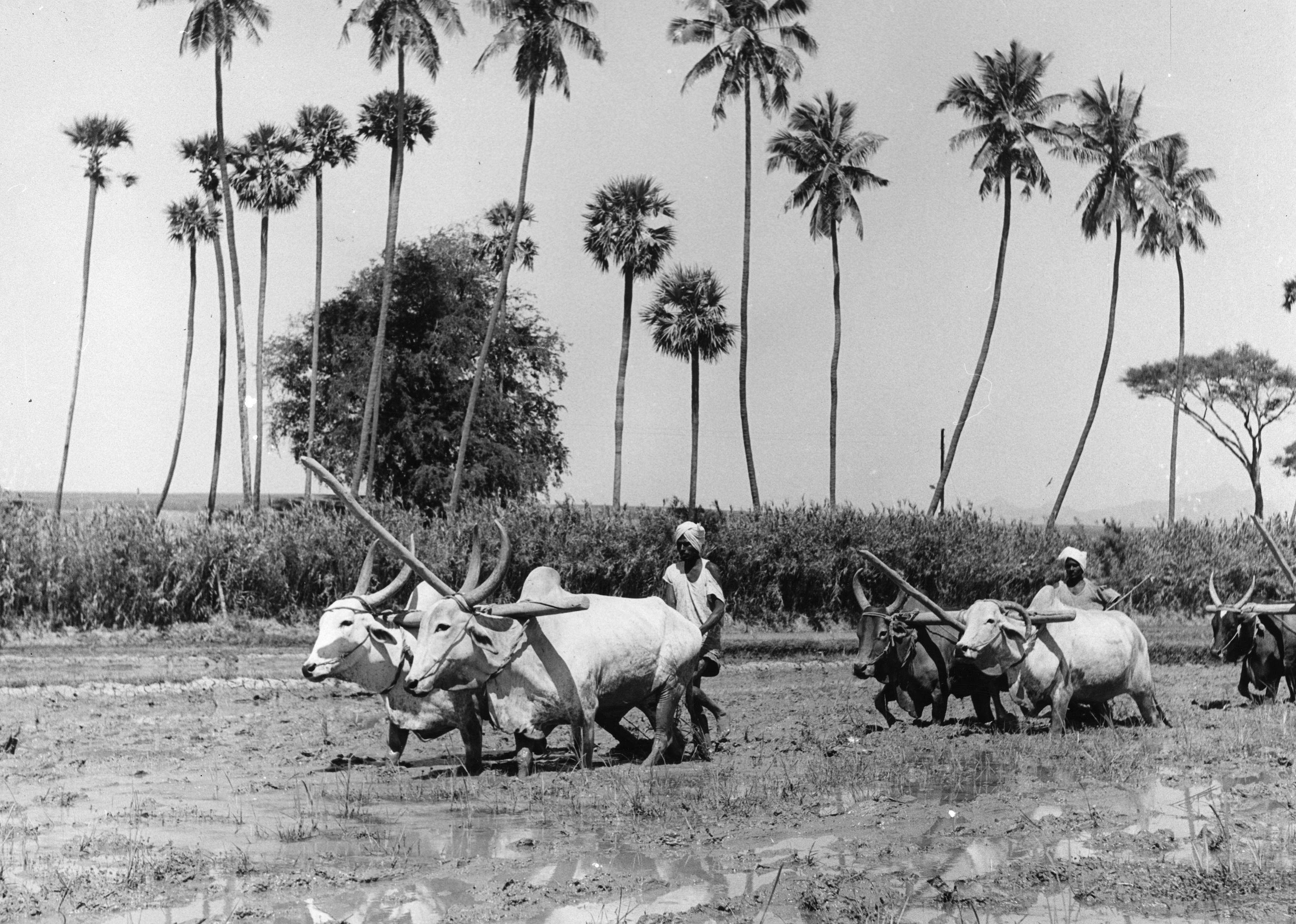 1947–1967: The expansion of farming lands