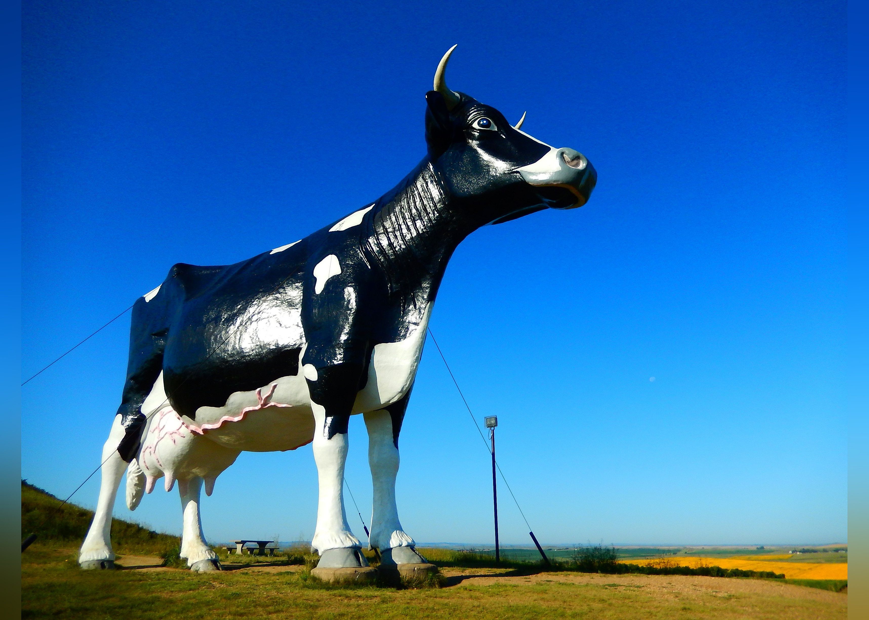 #13. Salem Sue - World's Largest Fiberglass Cow