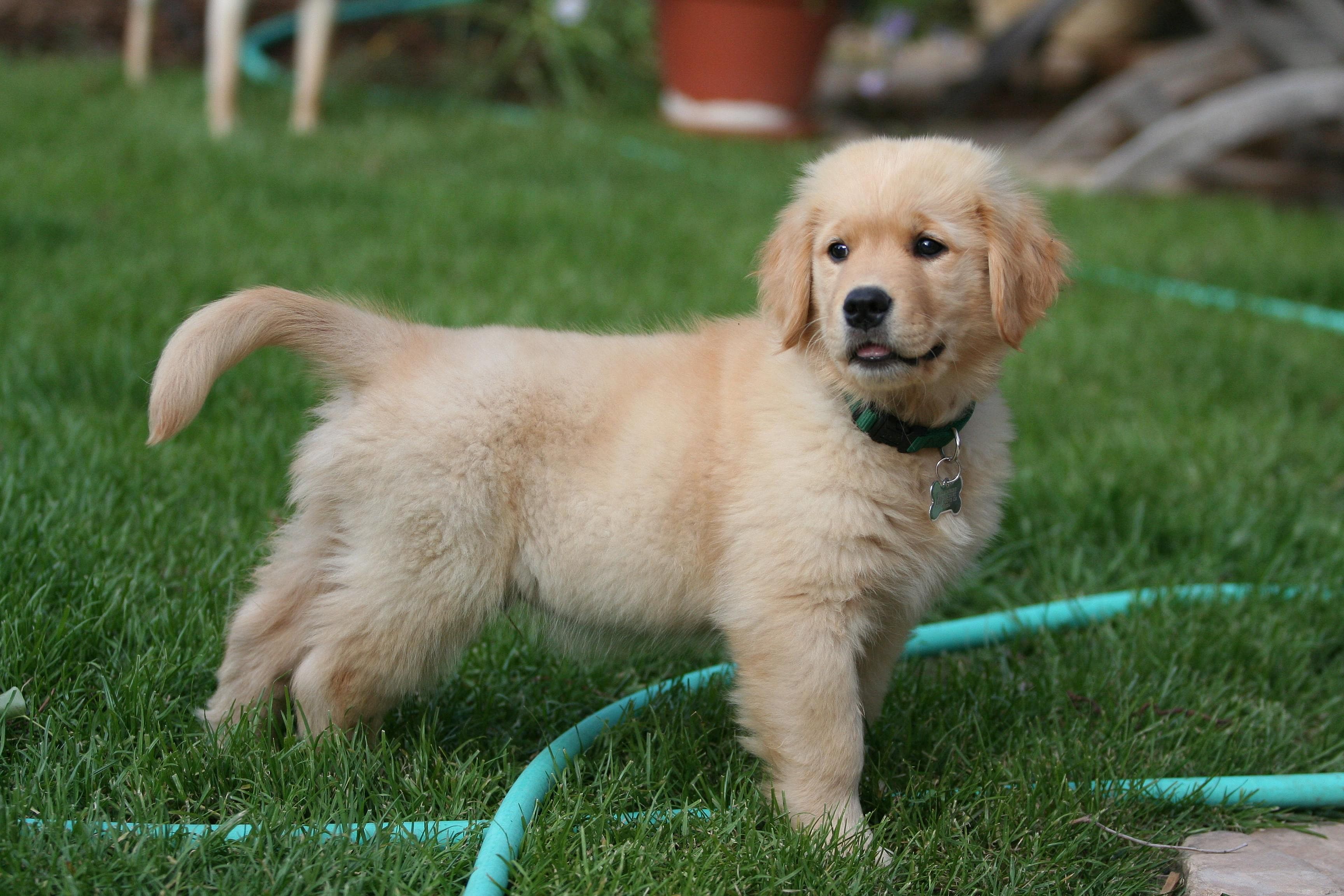 #3. Golden retriever