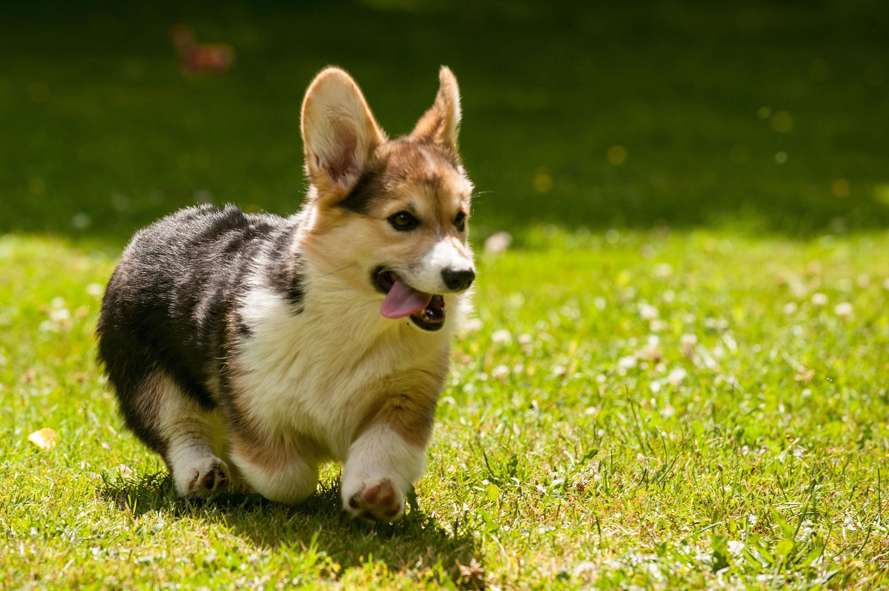 #11. Pembroke Welsh corgi