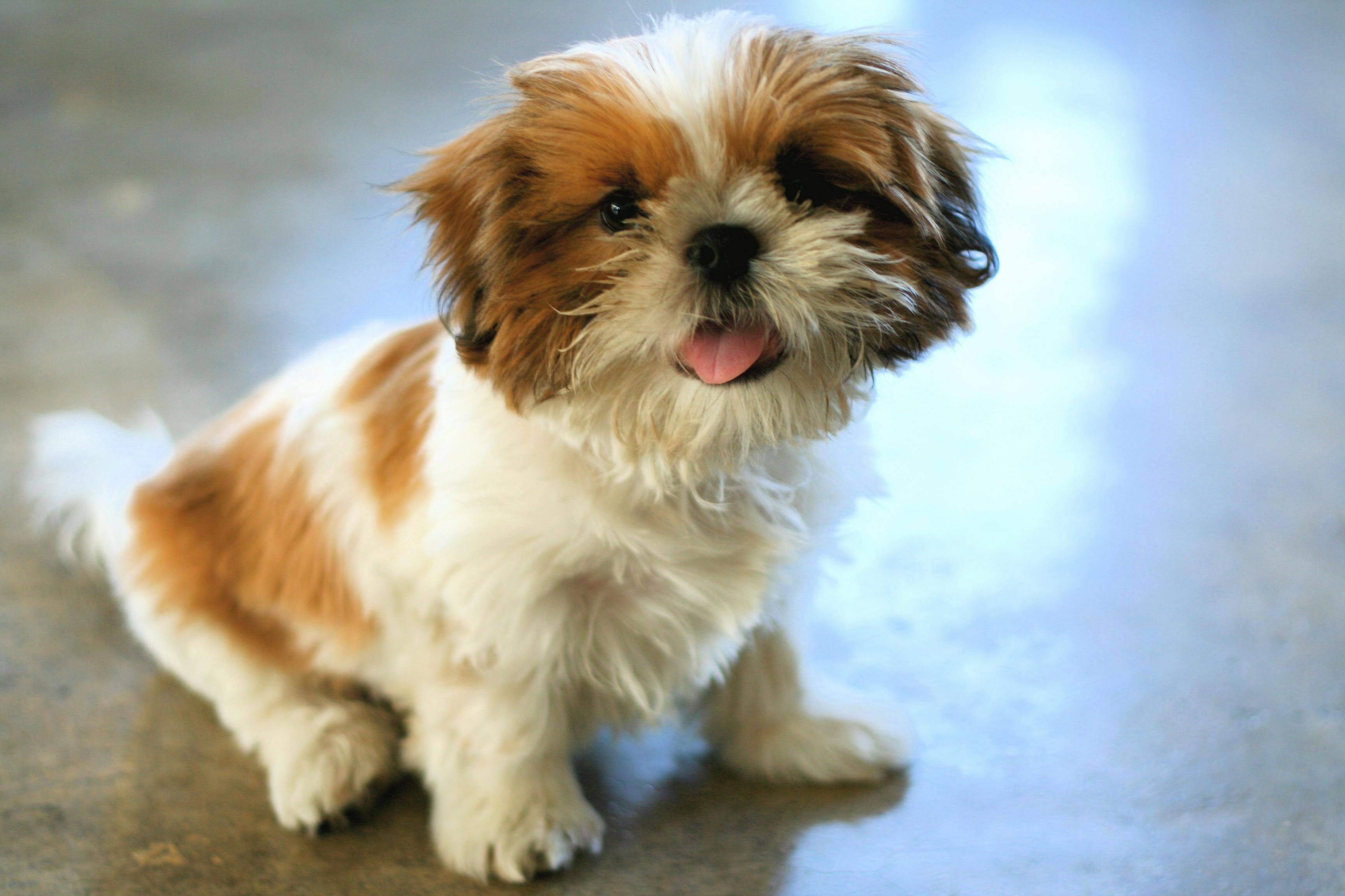 #20. Shih Tzu
