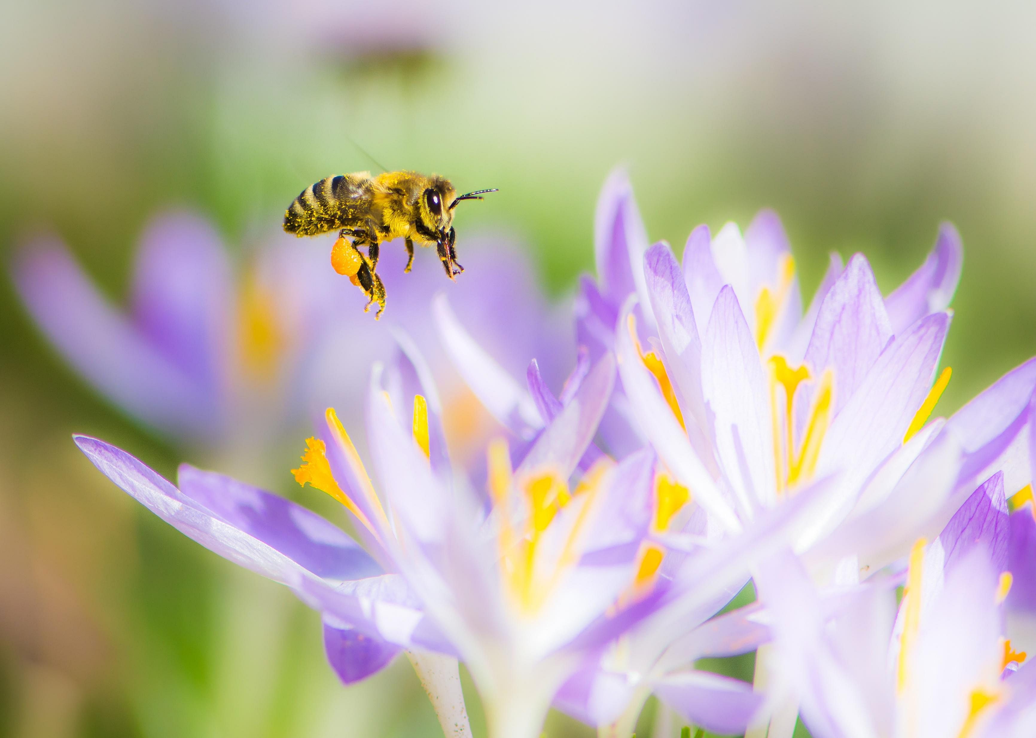 Pollination is a partnership