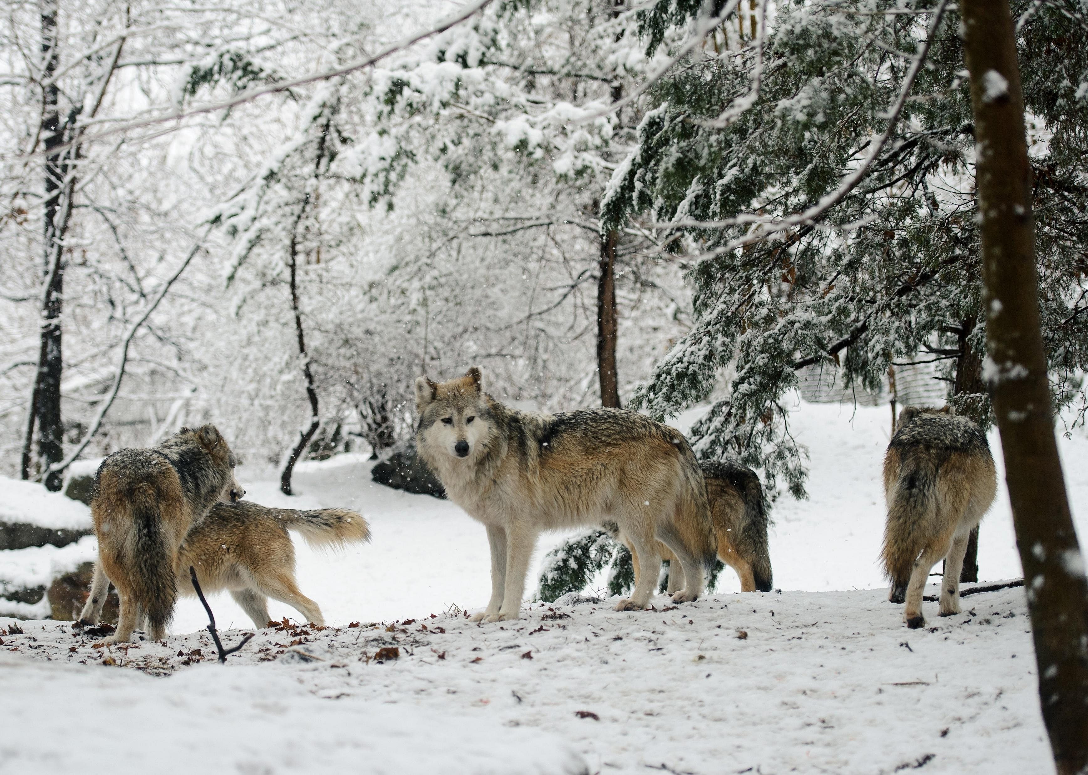 Domestication of the most curious one