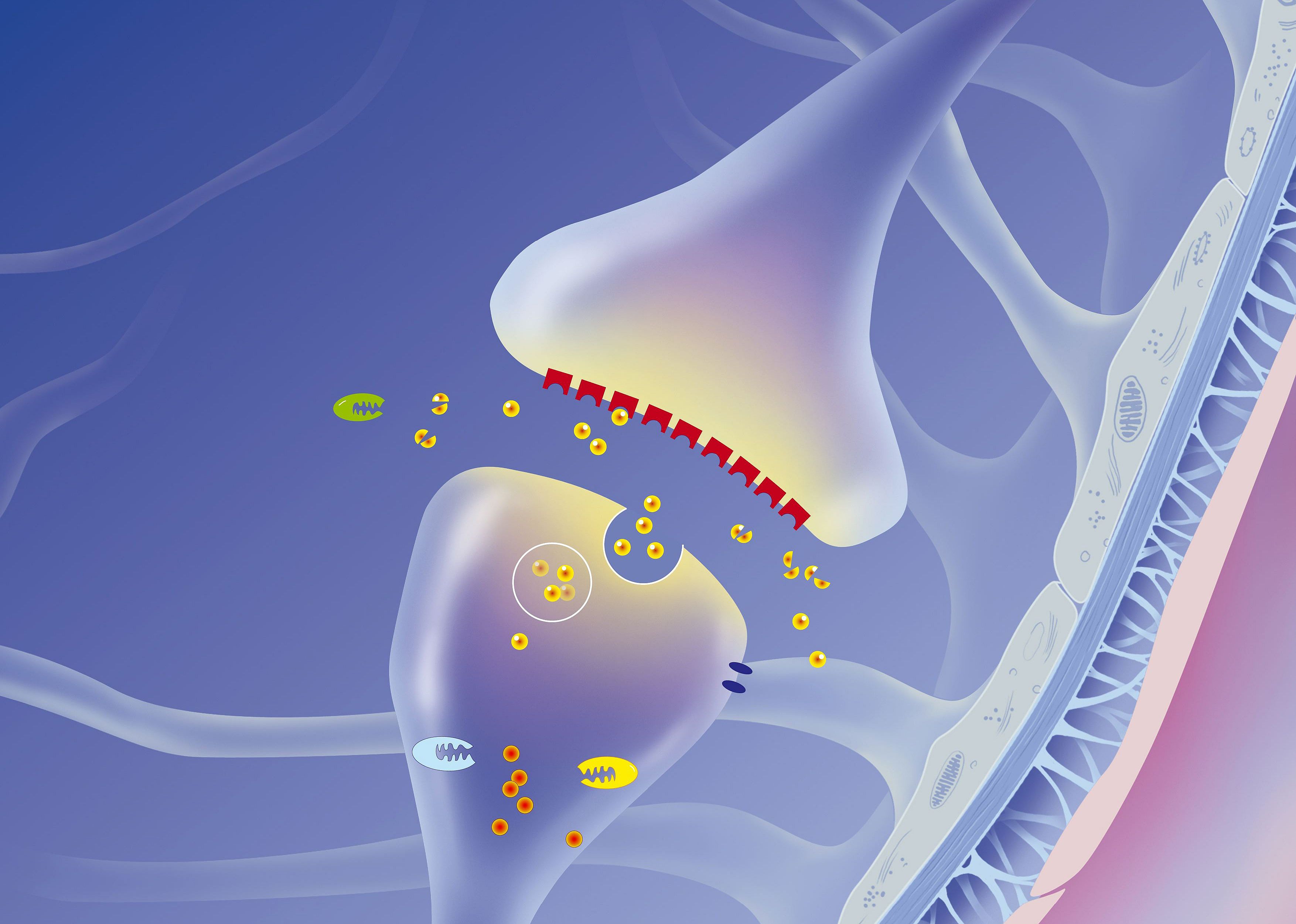 2017: Molecular explanation of blood-brain barrier