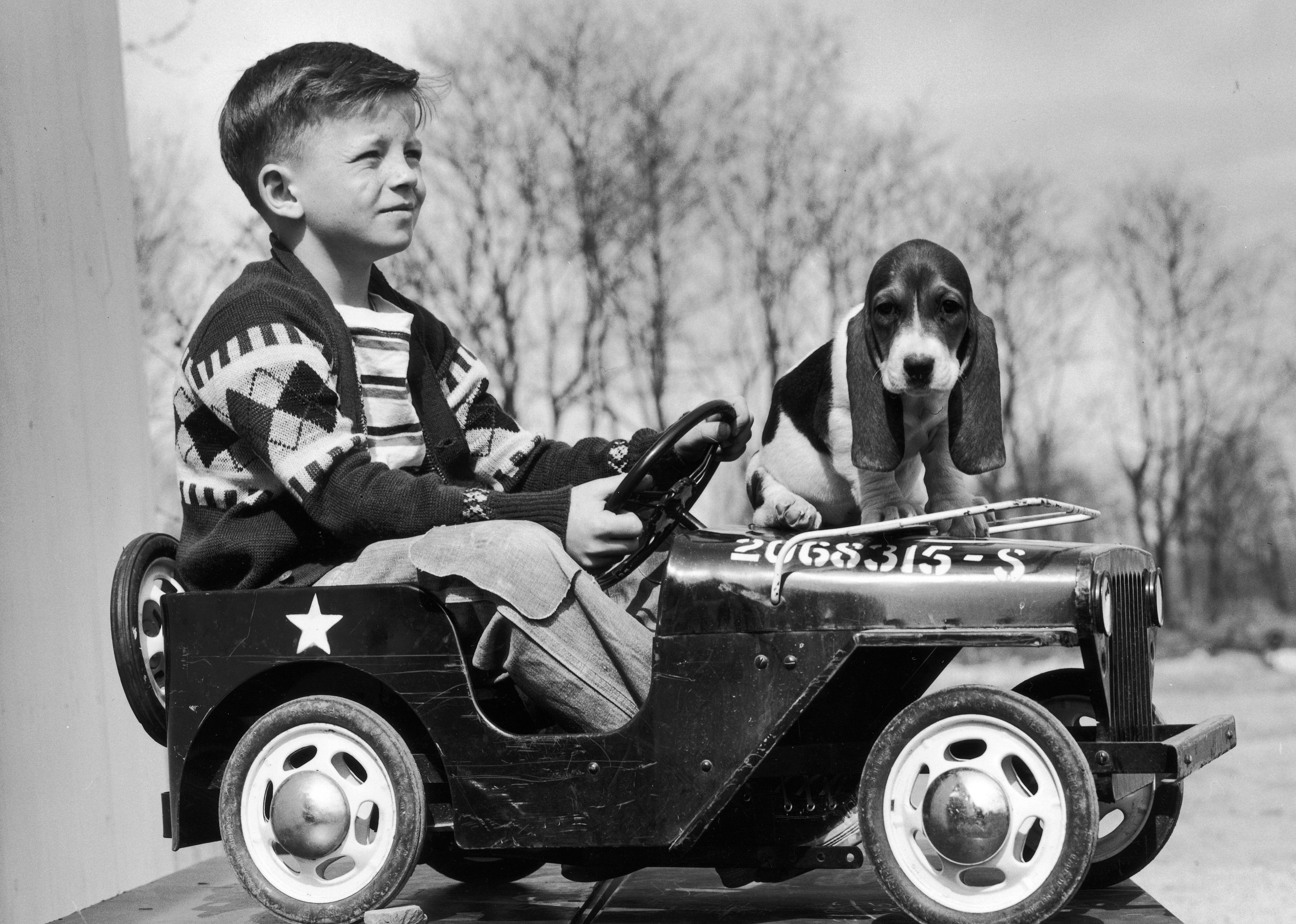 #34. Basset hound