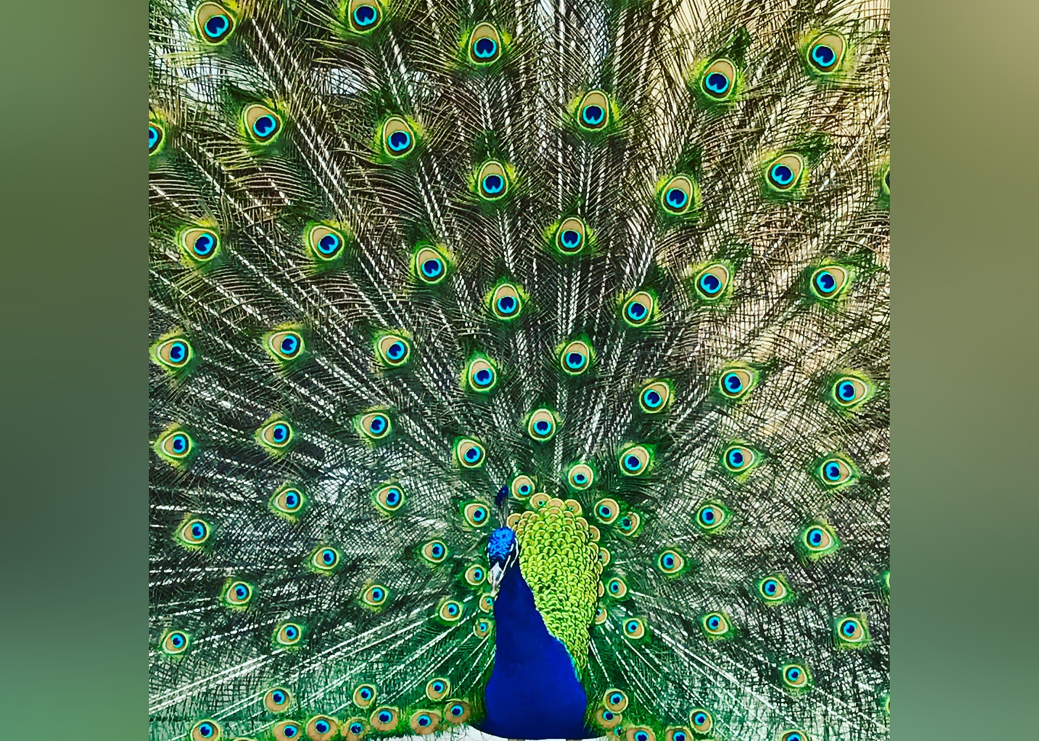 #22. Lincoln Children's Zoo
