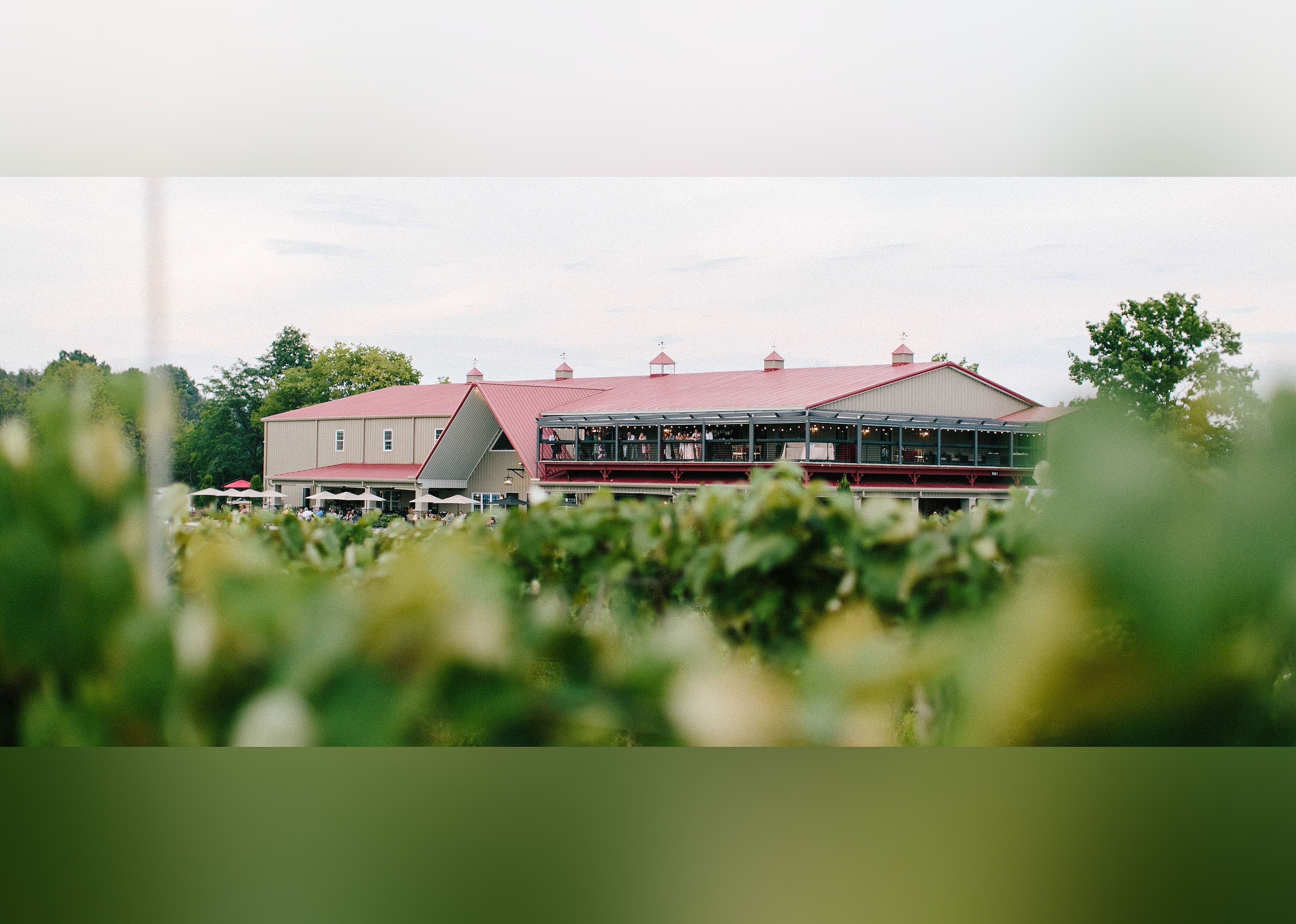 #18. Daniel's Vineyard