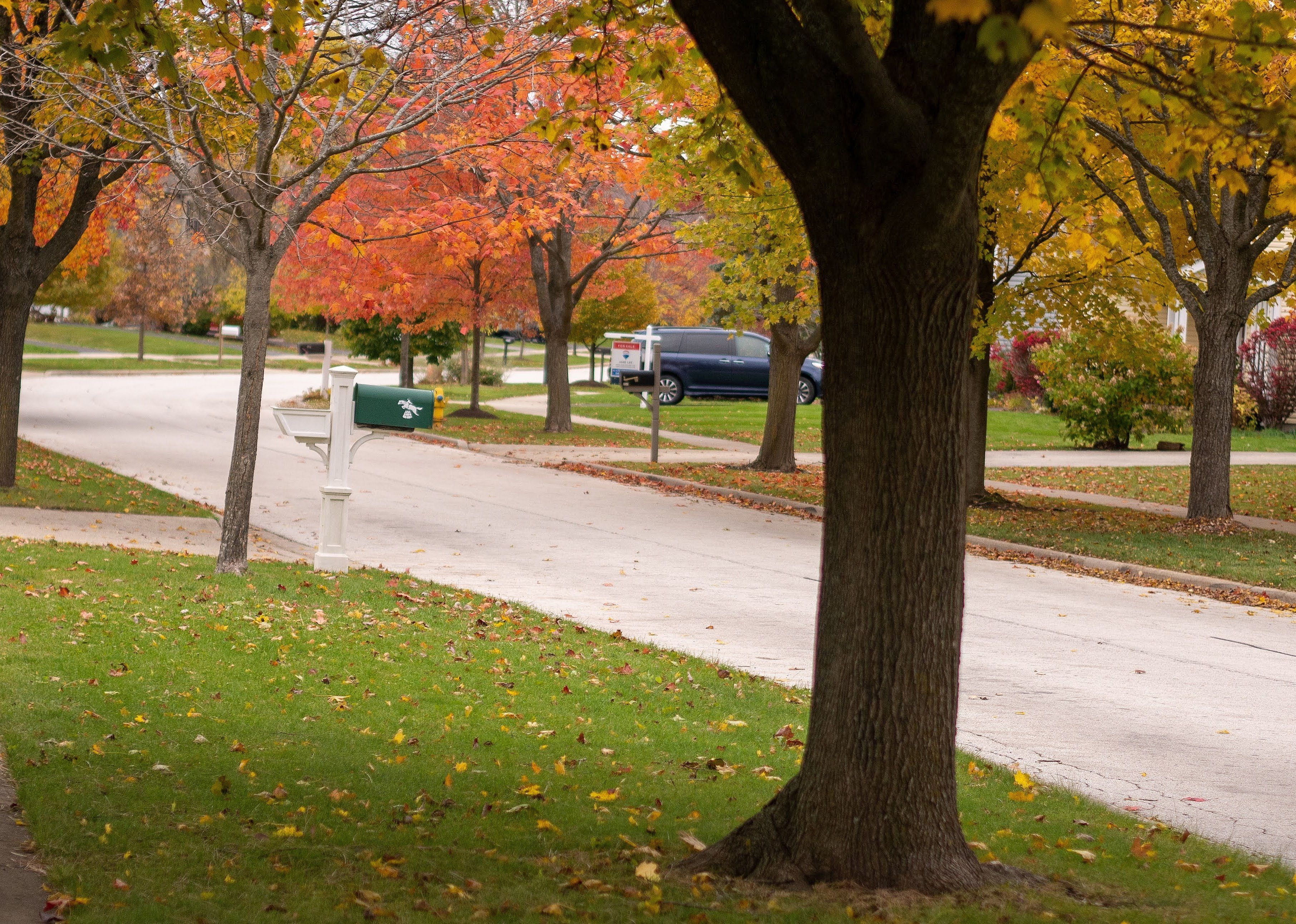 Autumn trees on a suburban neighborhood street.