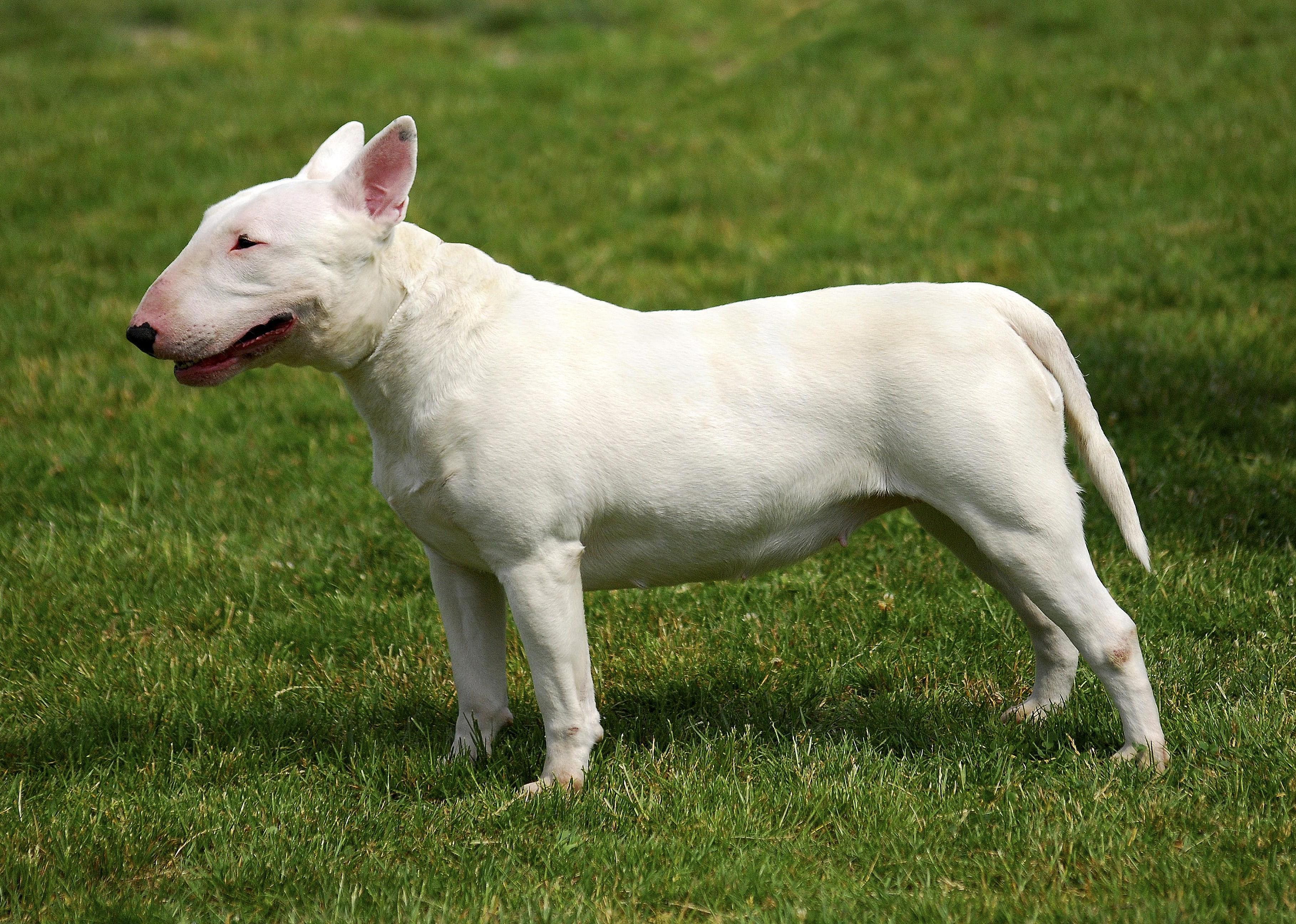 #61. Bull terrier