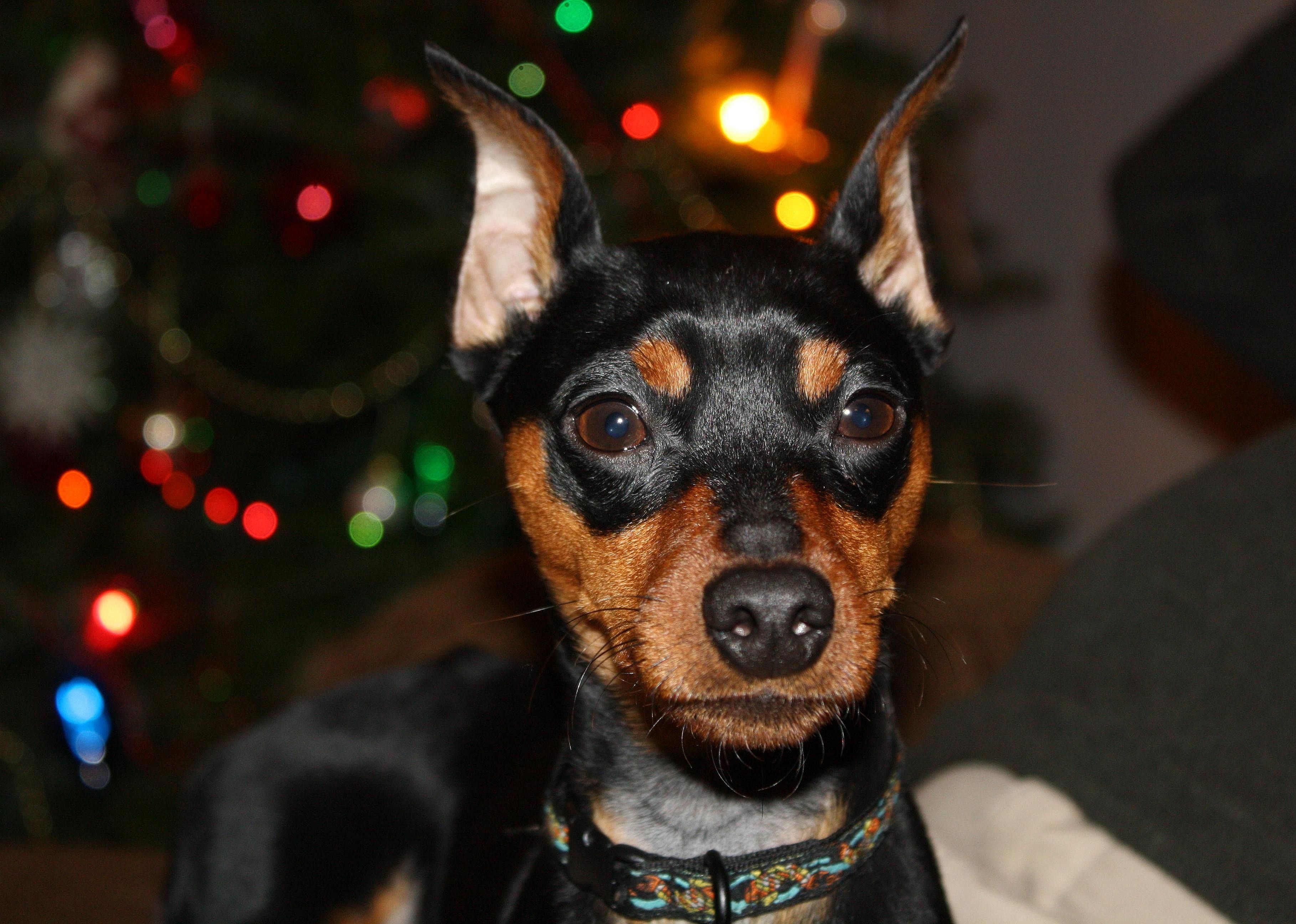 #74. Miniature pinscher