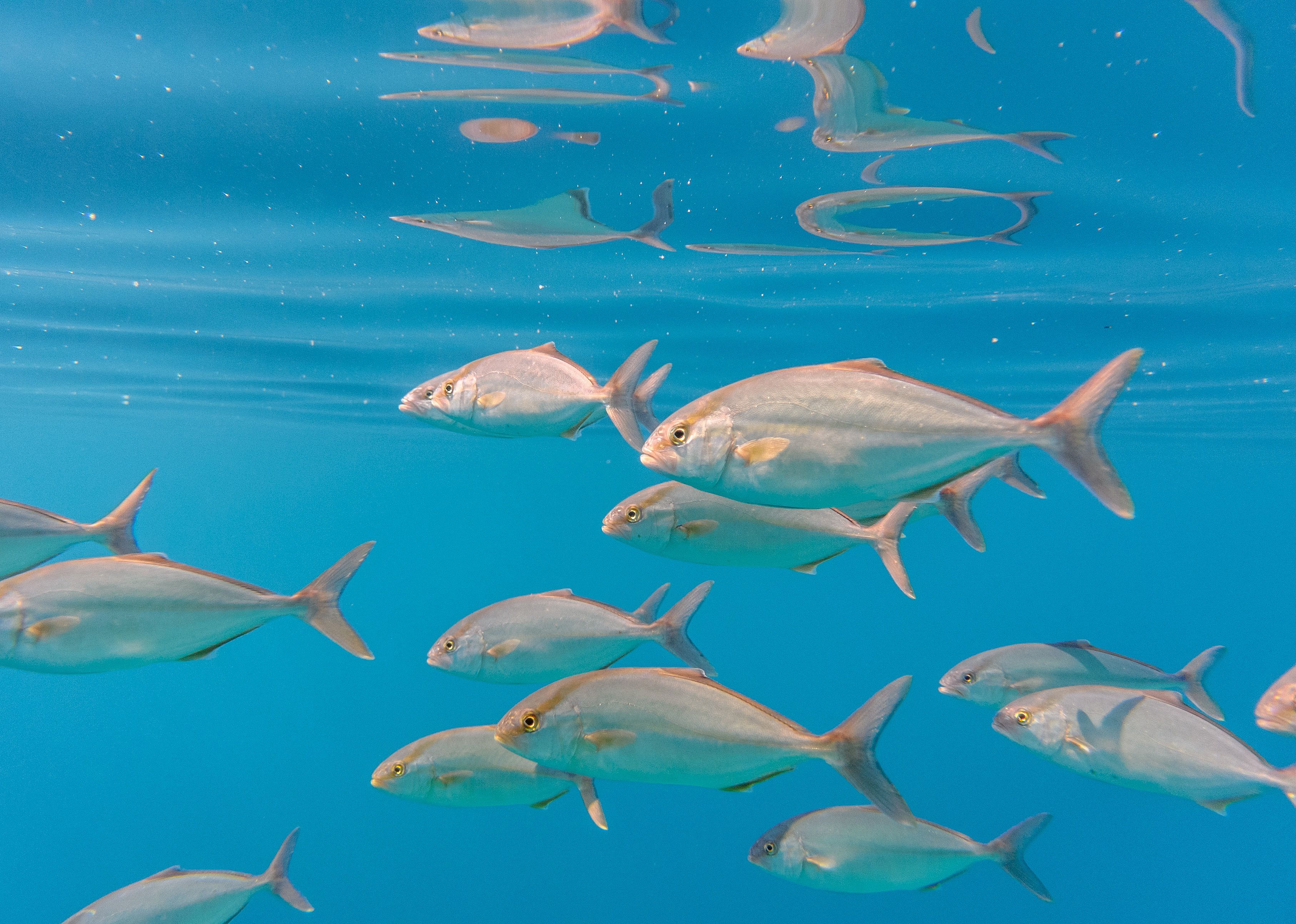 School of greater amberjack (Seriola dumerili).