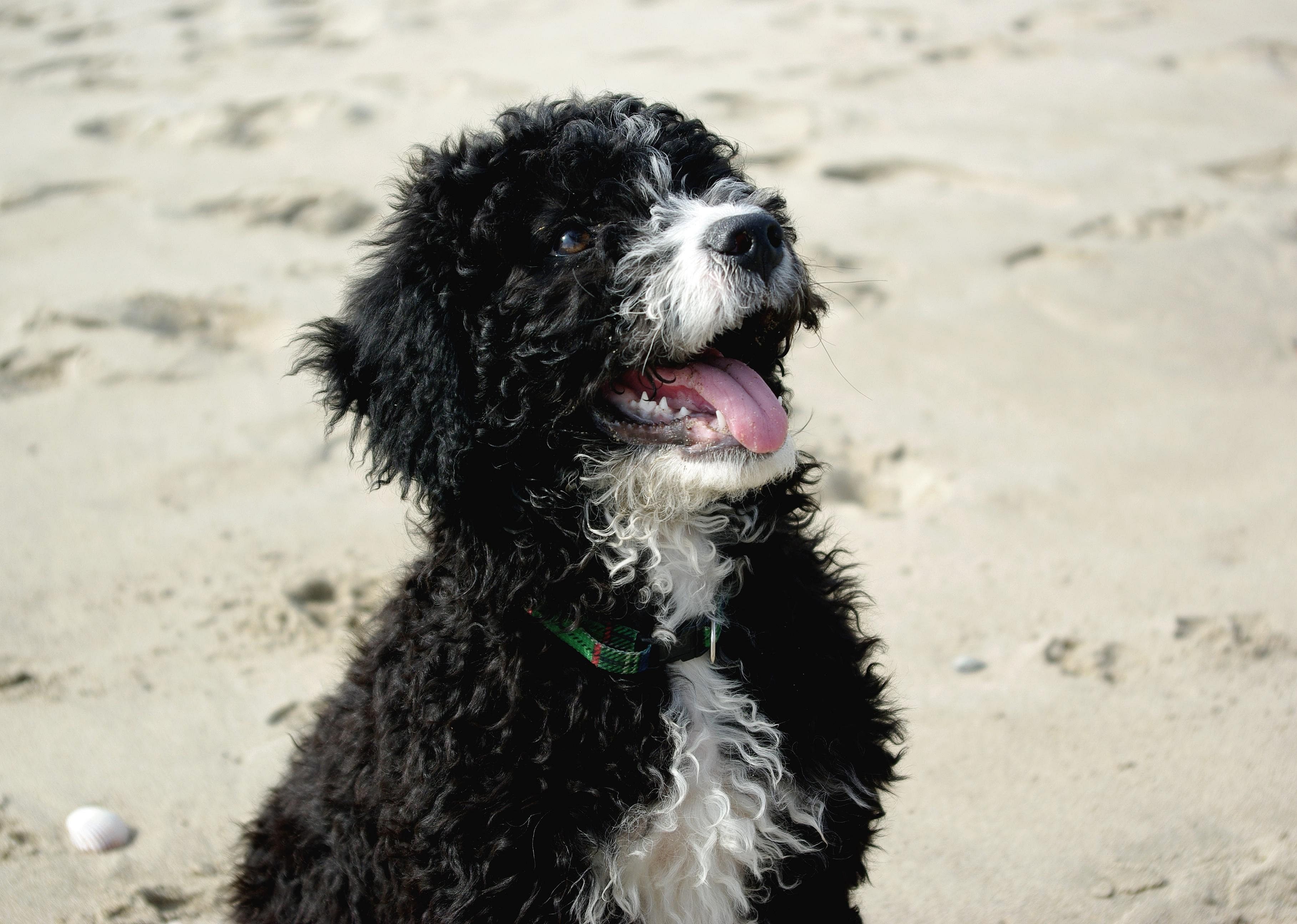 #49. Portuguese water dog