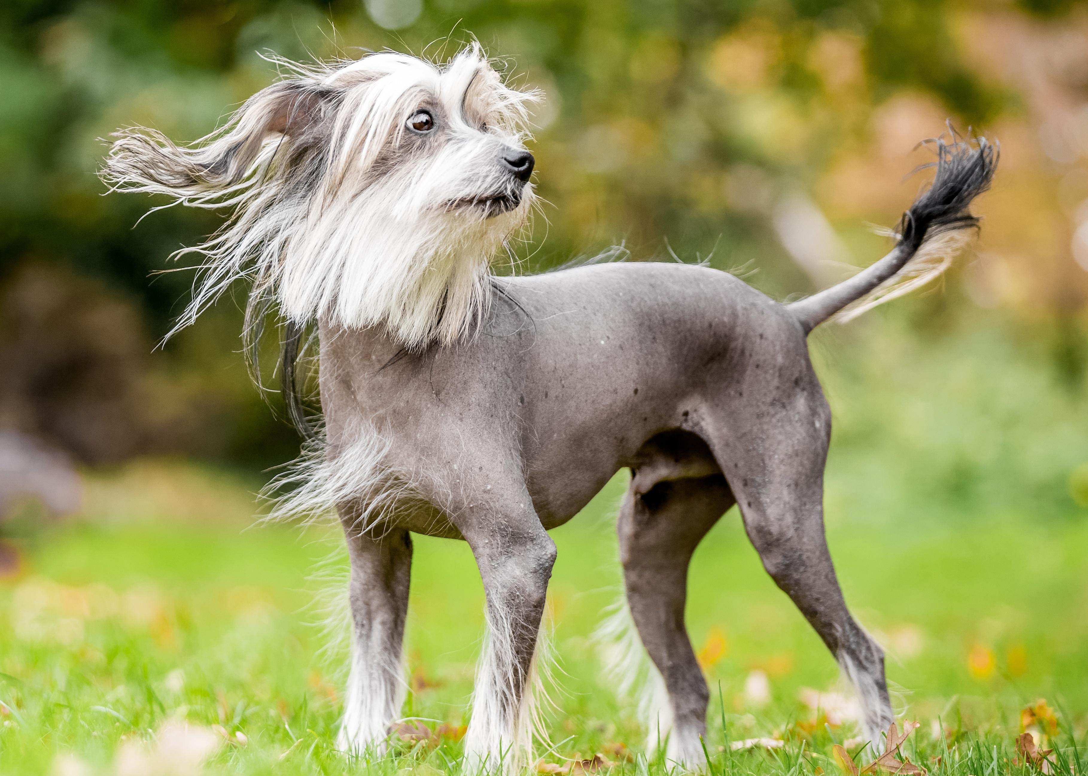 Clue: Dog breed #37