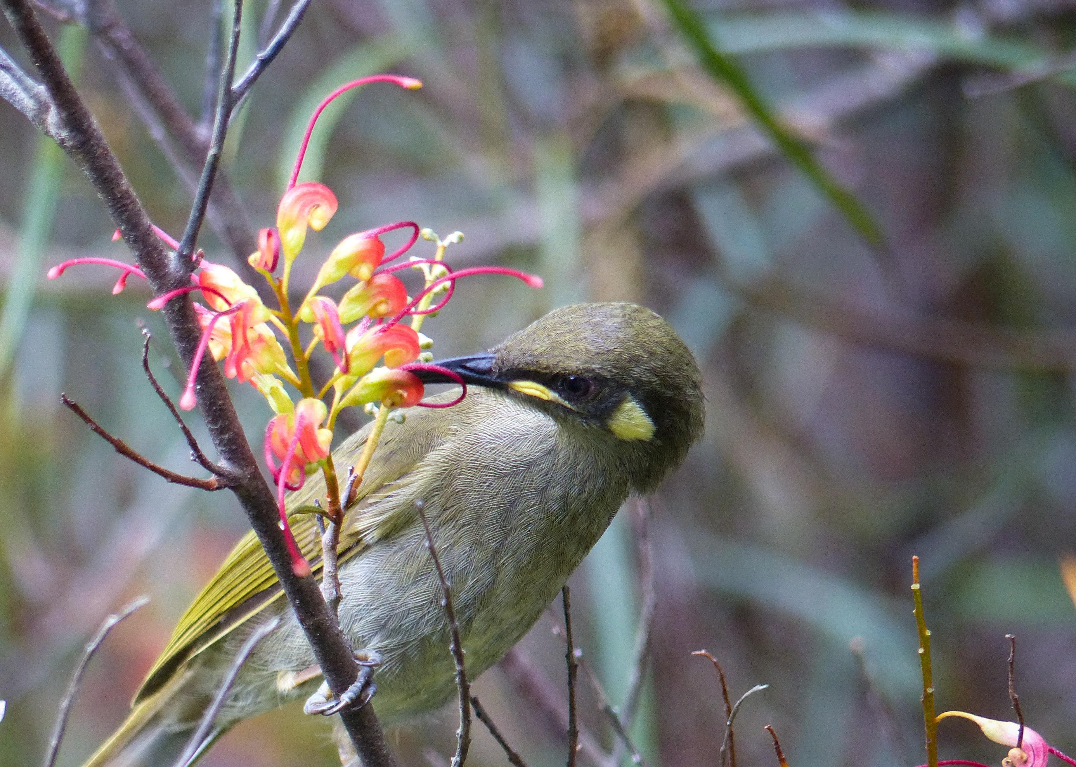 Birds are vital pollinators worldwide
