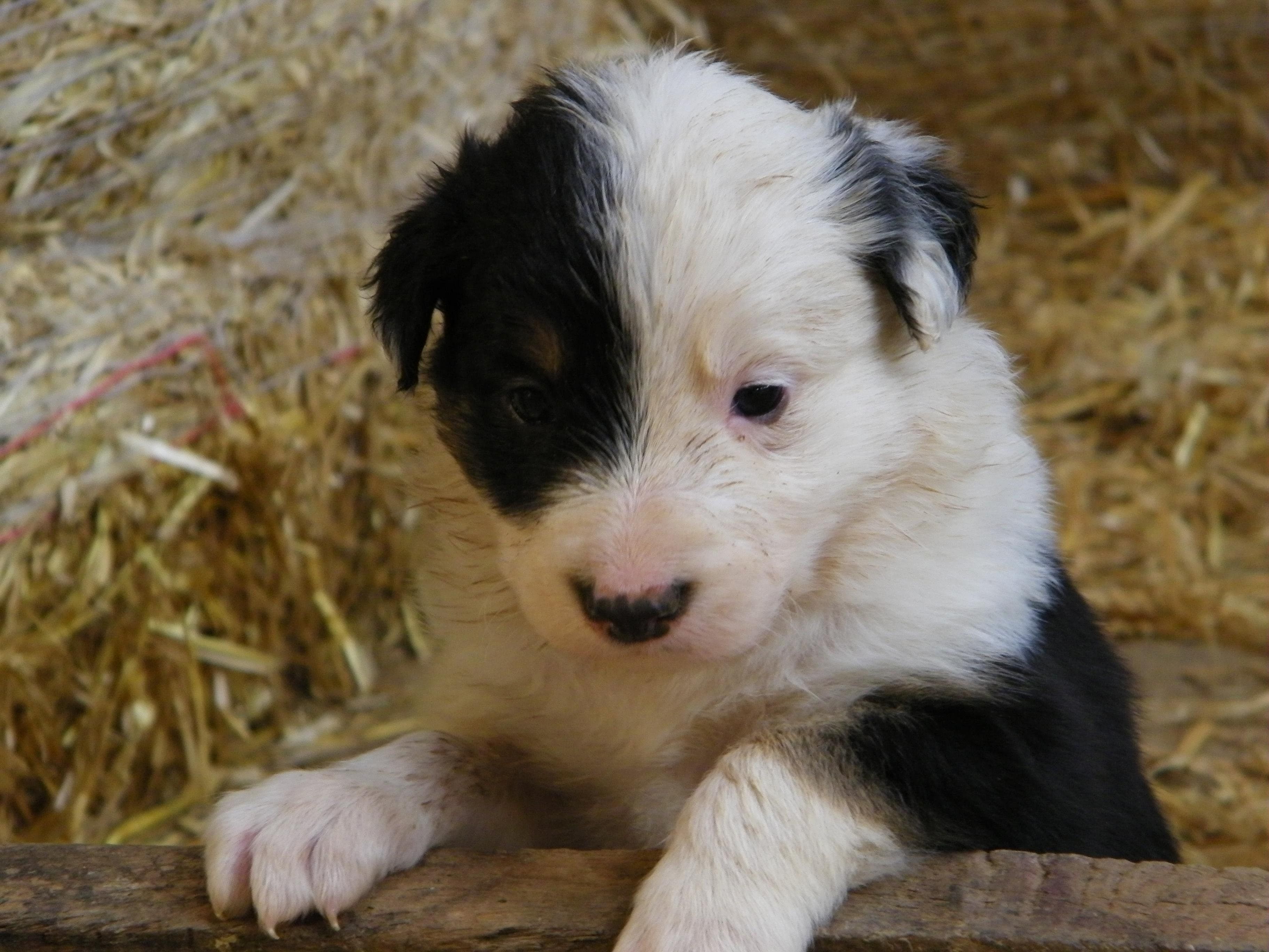 Border collie