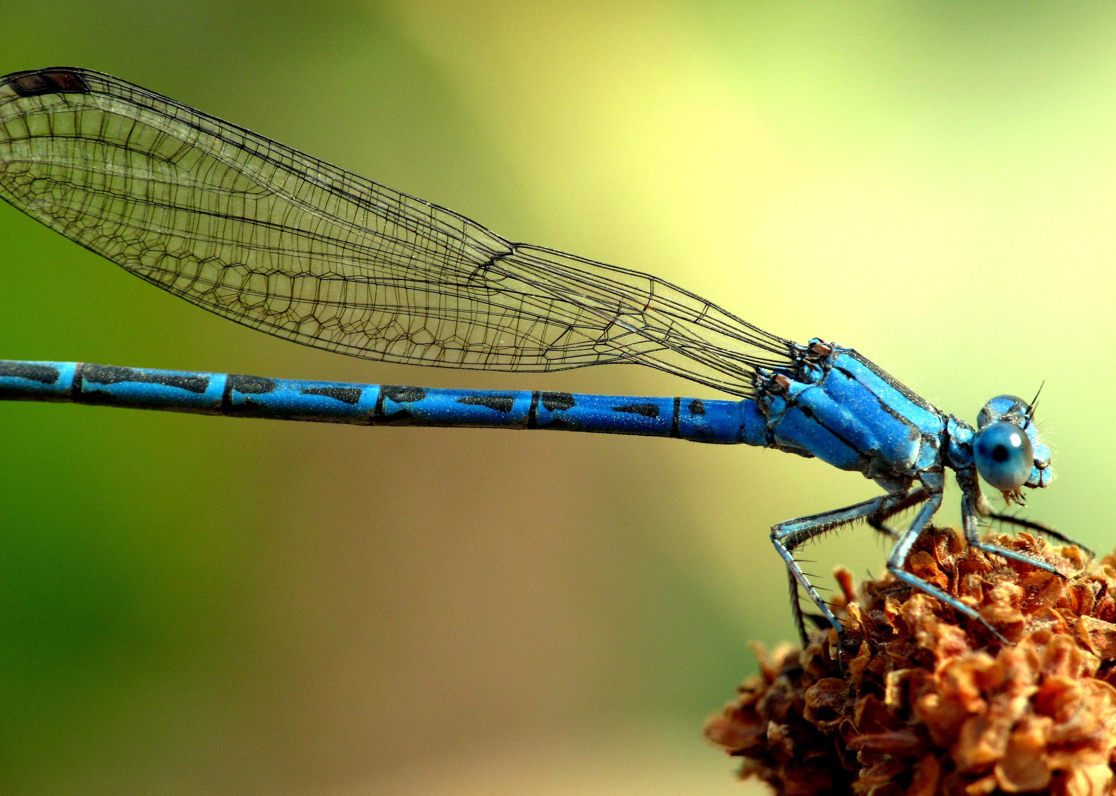 Answer: Nevada state insect