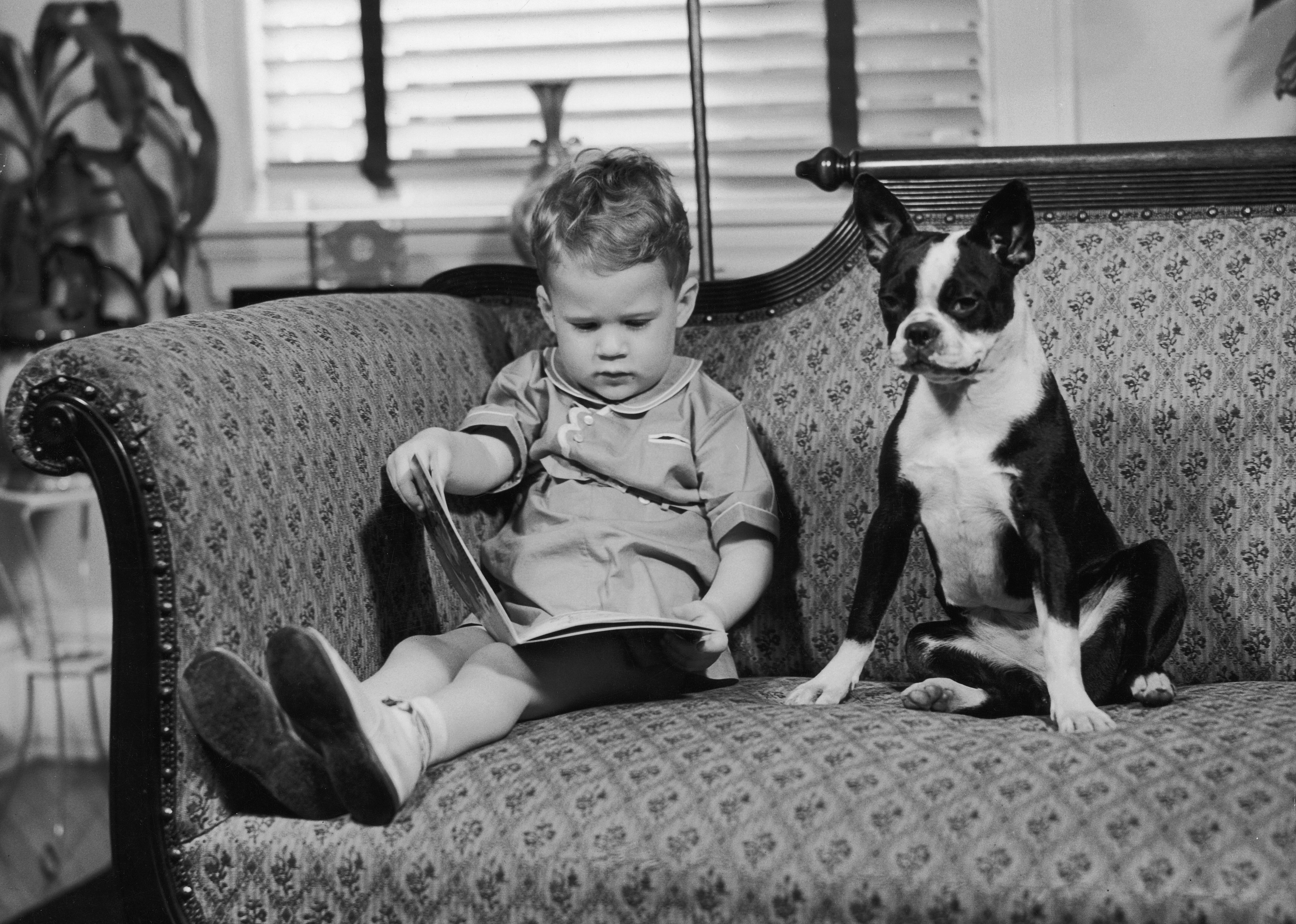 #23. Boston terrier