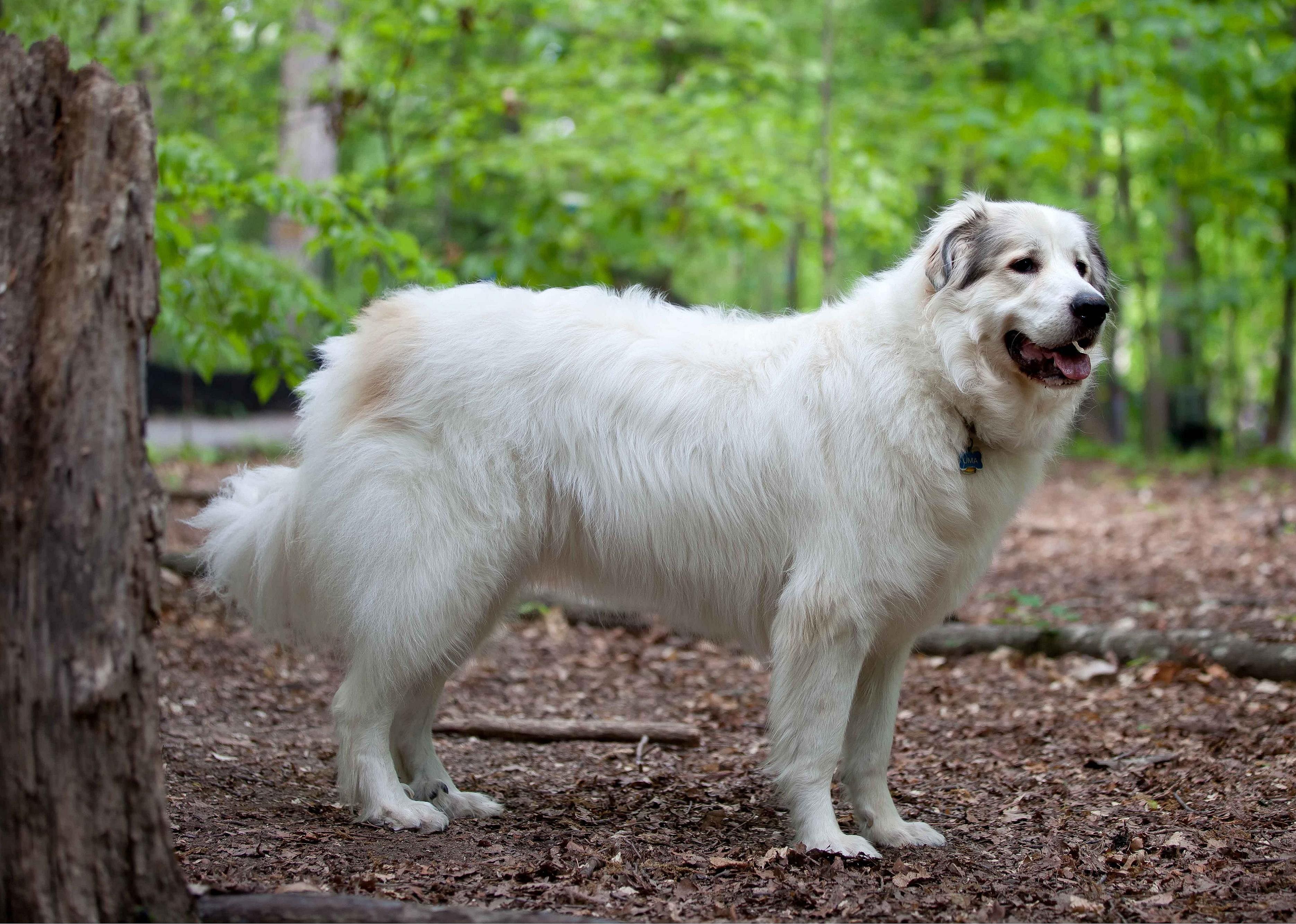 #69. Great Pyrenees