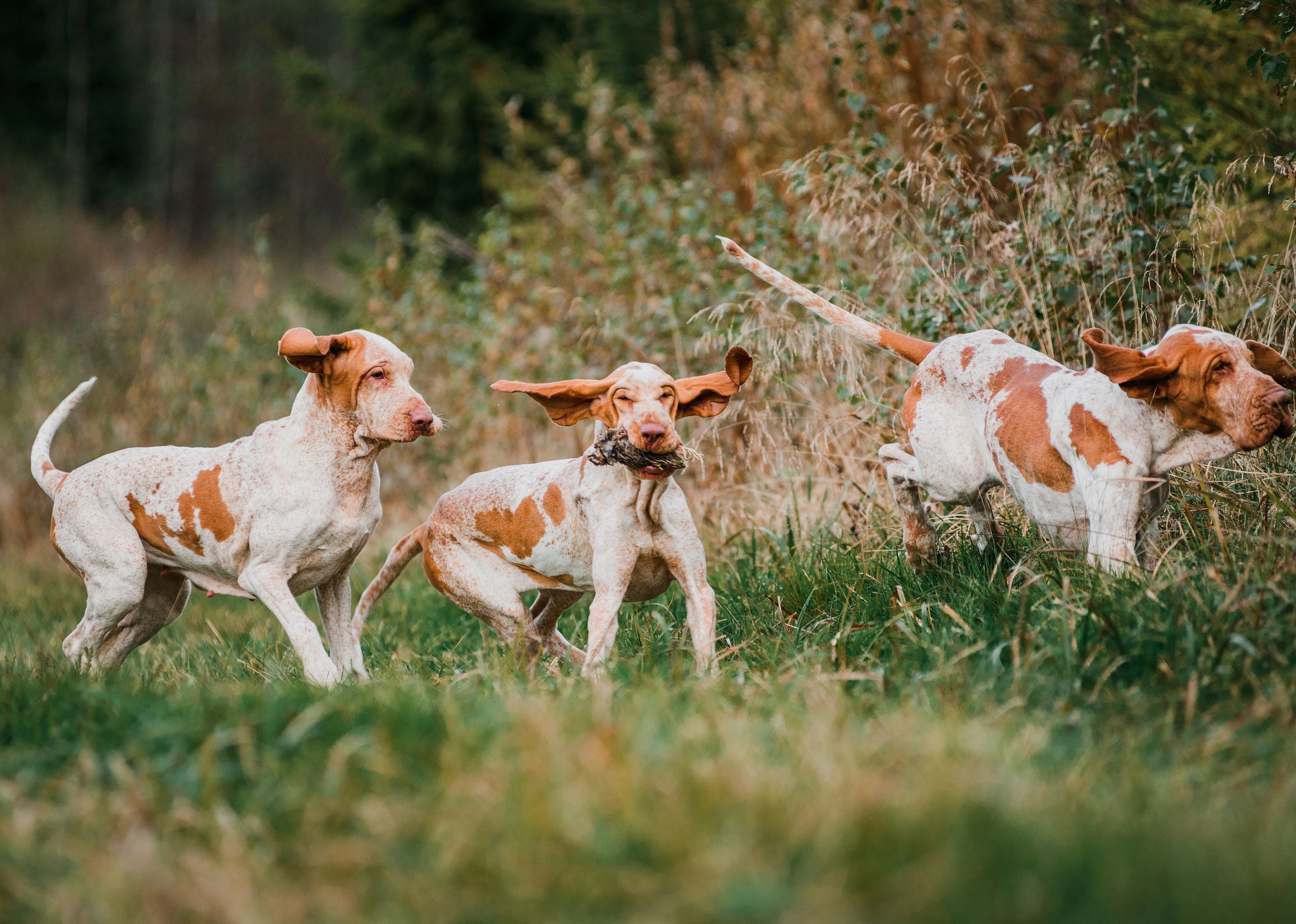 Three Bracco Italiano pointer hunting dogs fowling partridge.