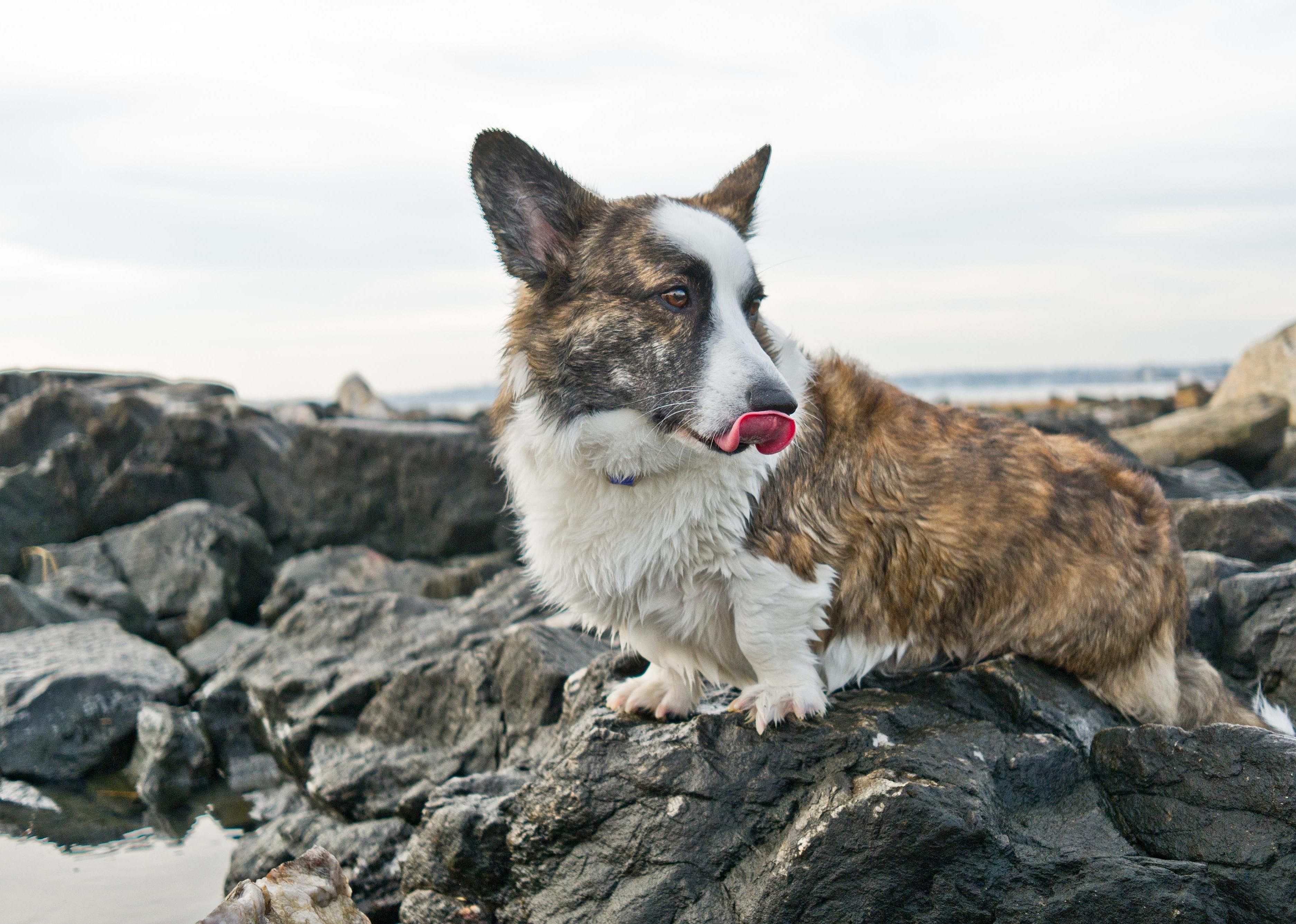 #66. Cardigan Welsh corgi