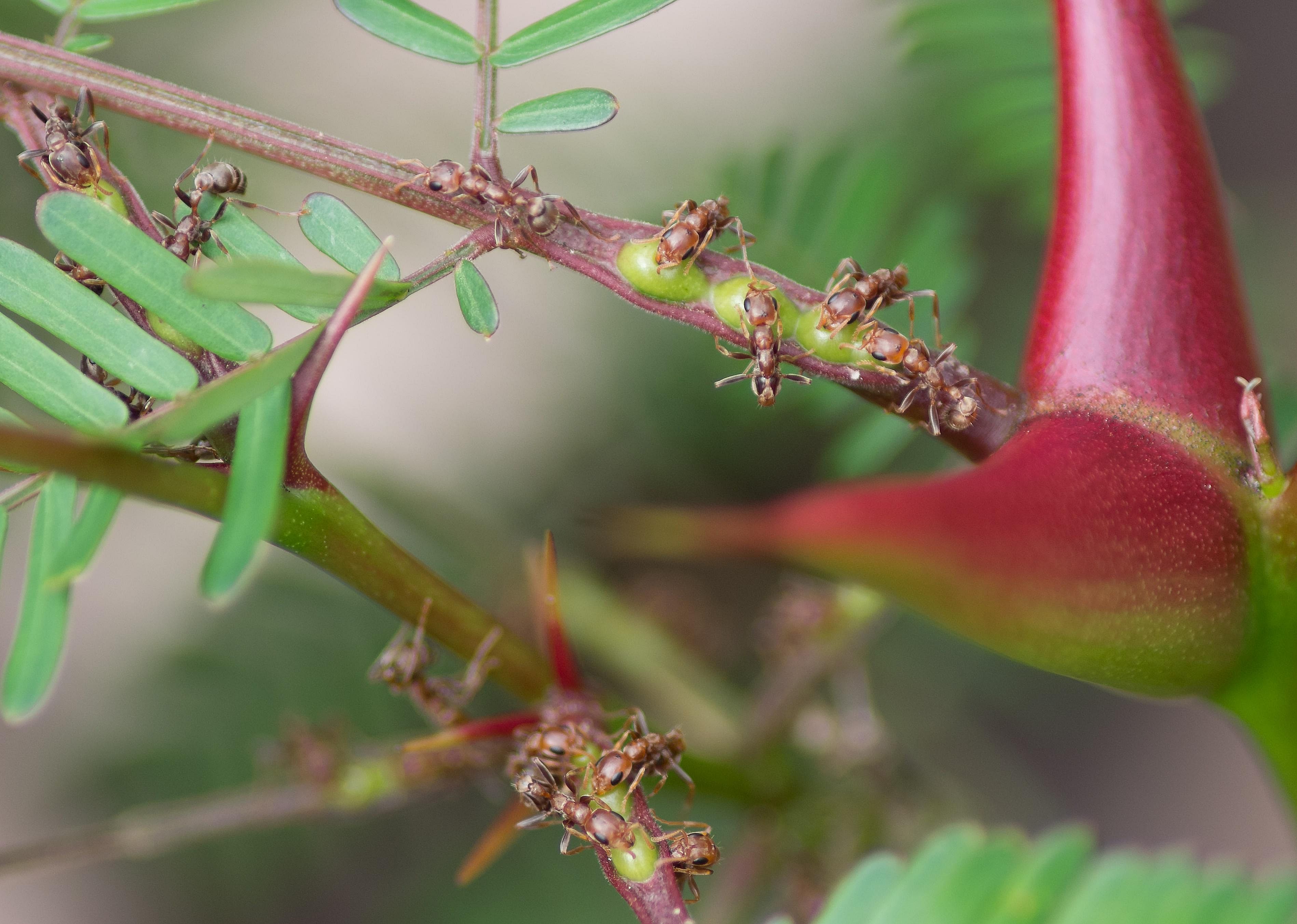 Acacia trees and acacia ants