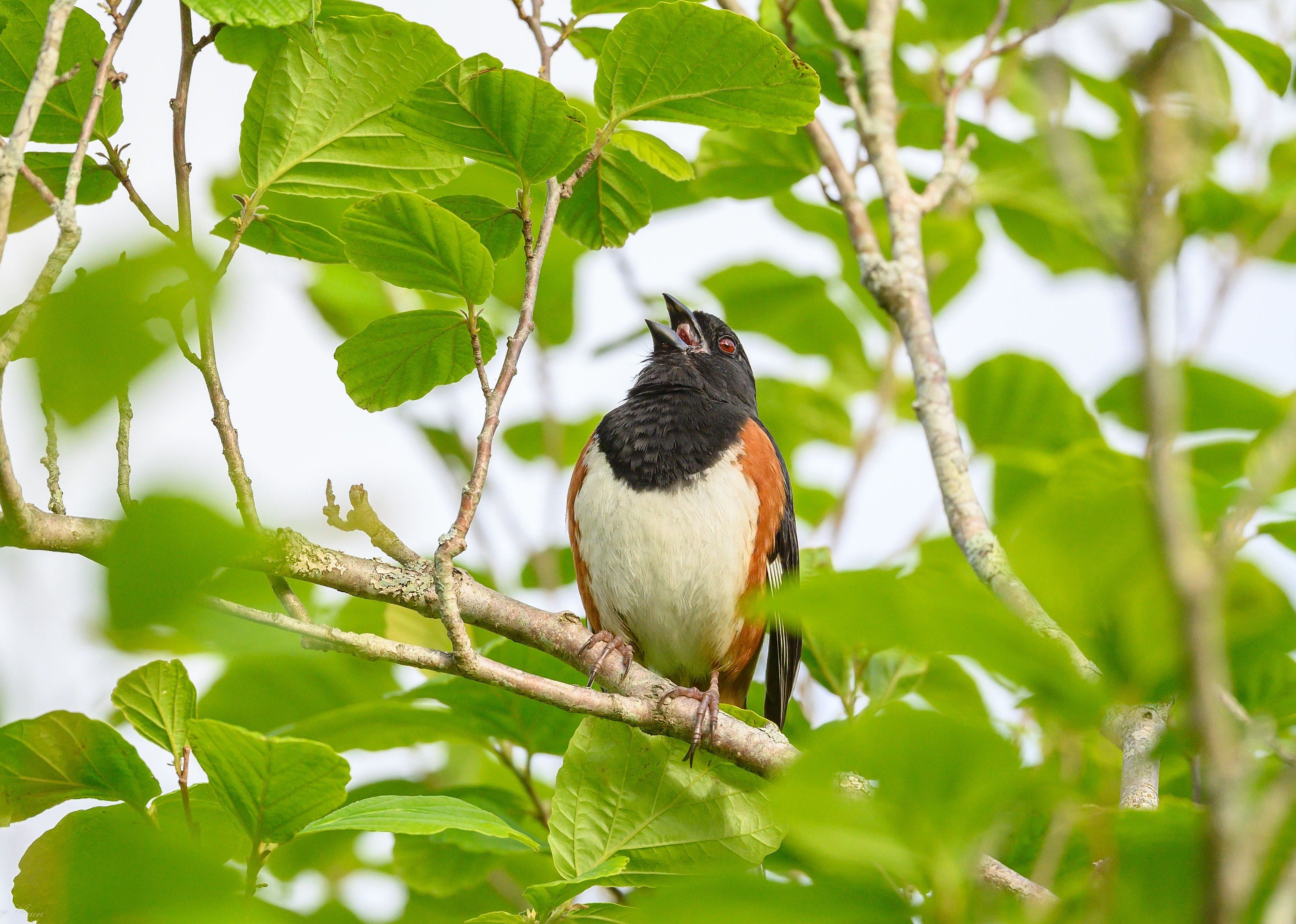 A closeup shot of an Eastern Towhee singing on tree branch with leaves.