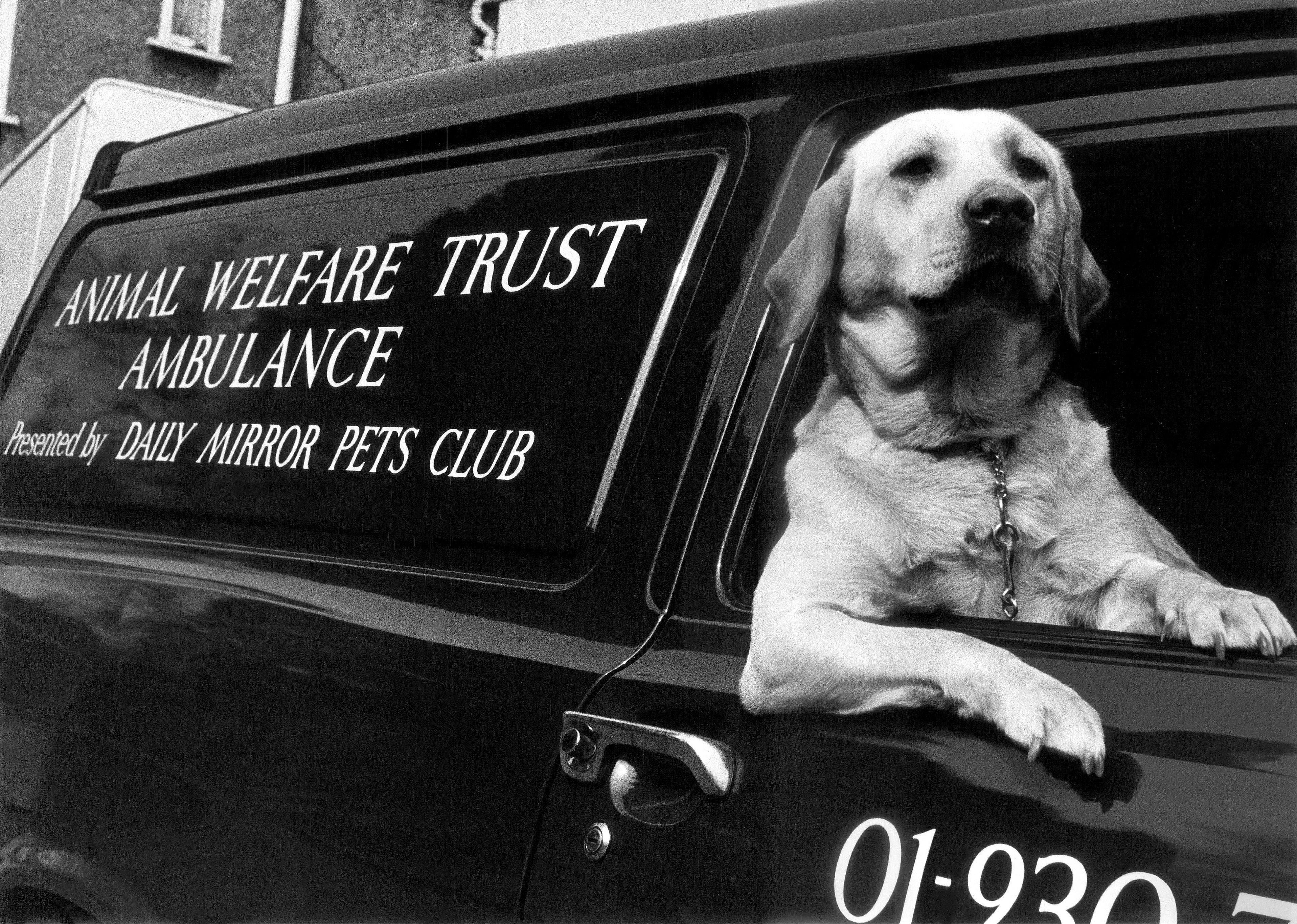 #2. Labrador retriever