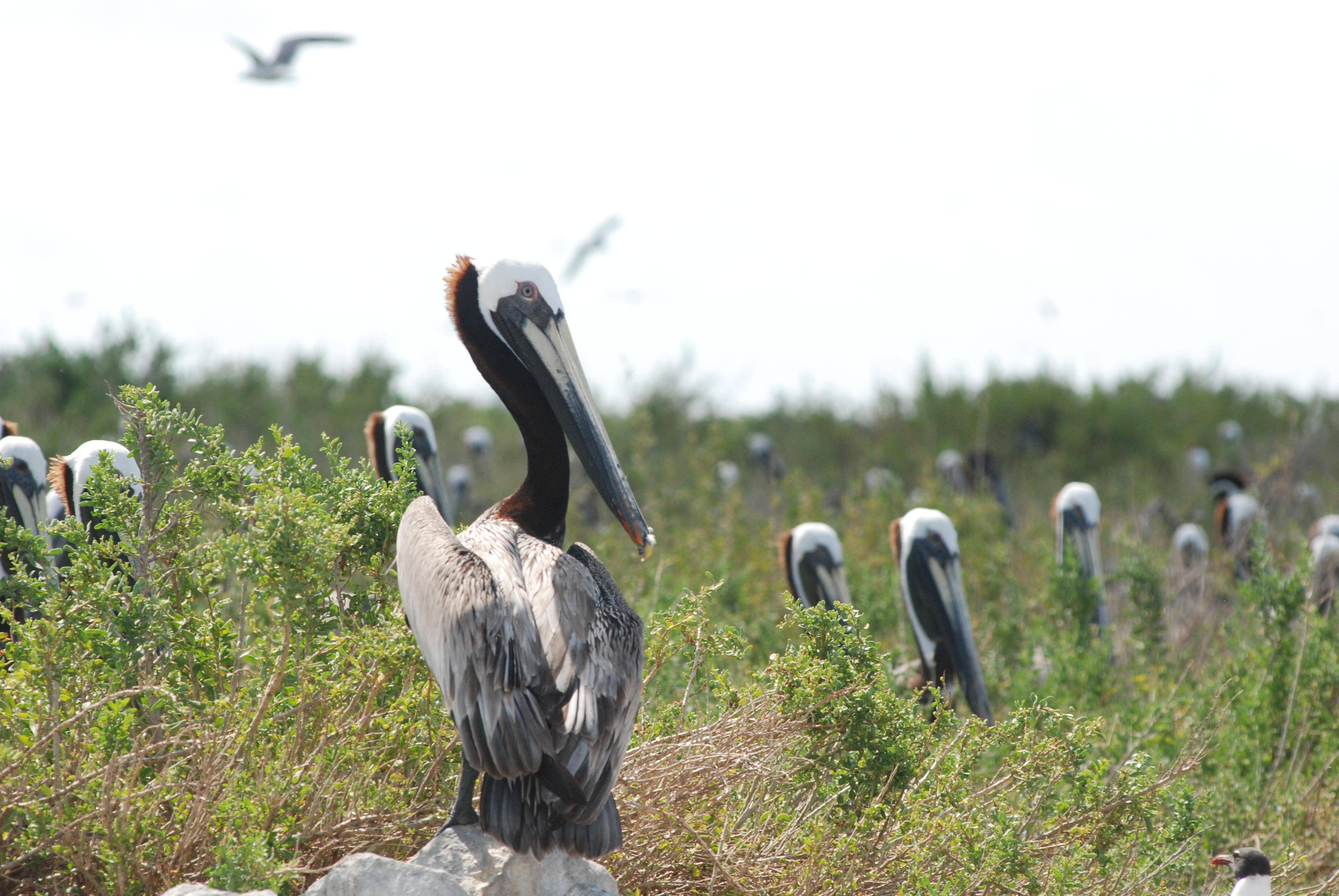 Nickname: The Pelican State