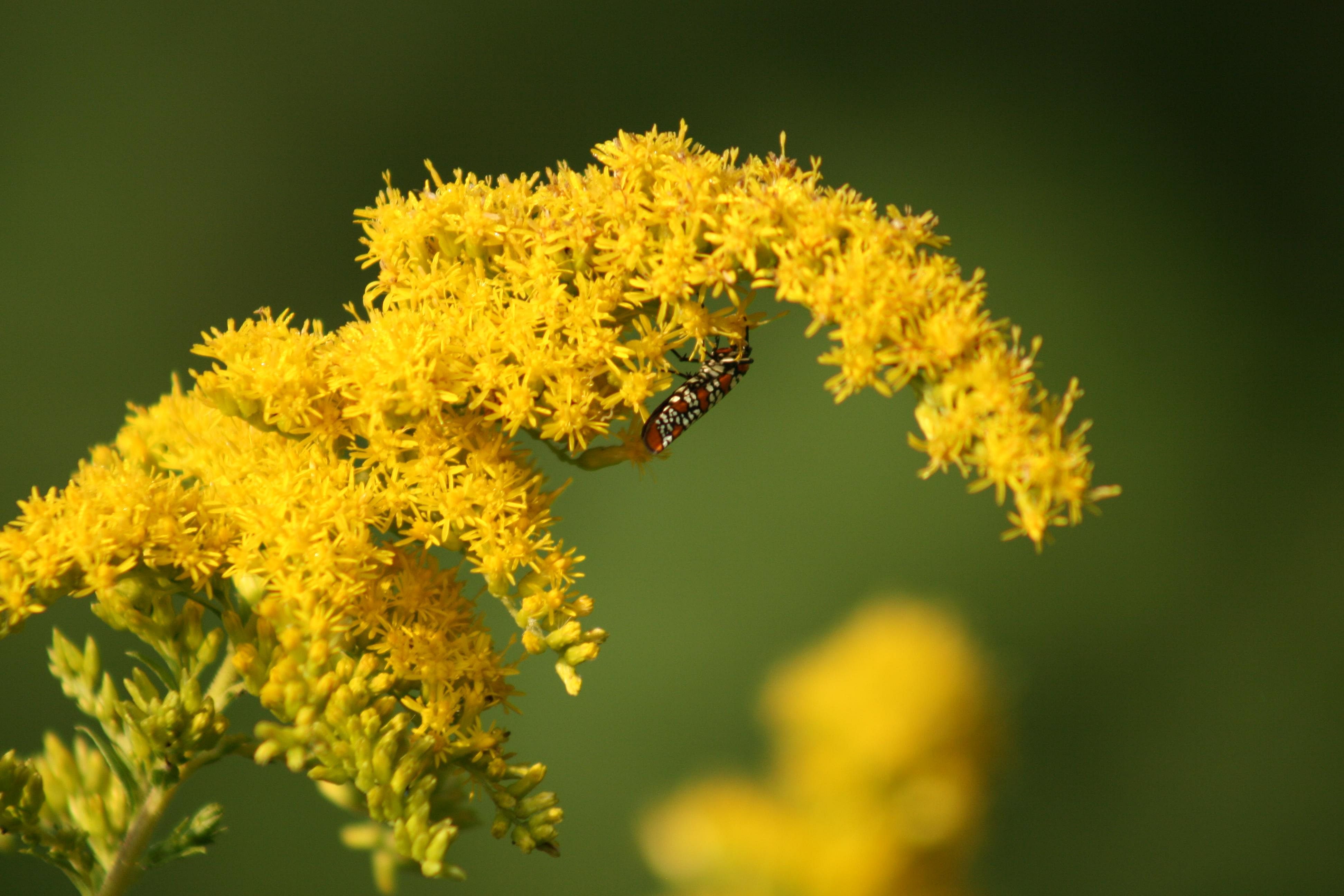 Answer: Kentucky state flower