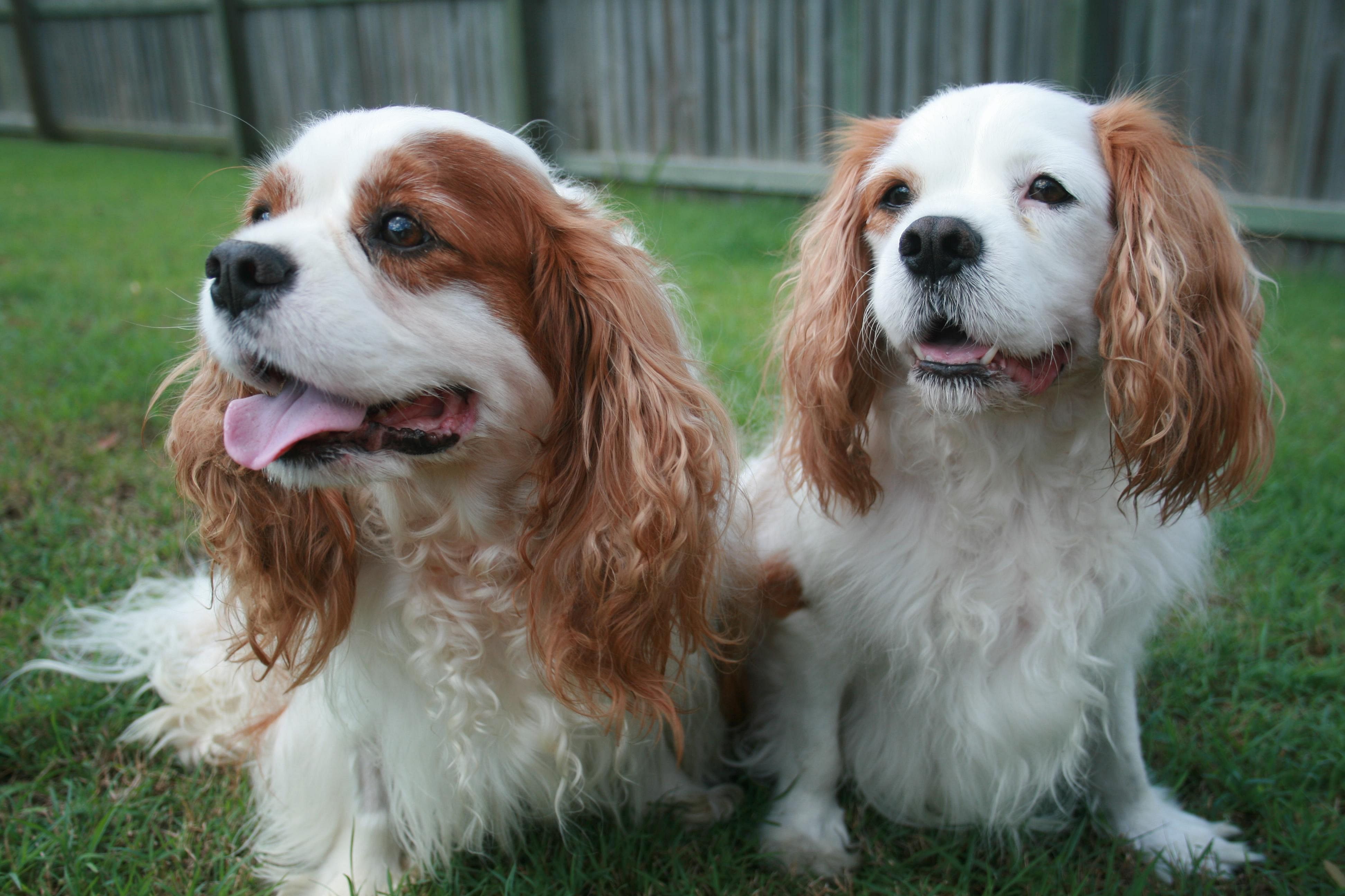 #14. Cavalier King Charles spaniel