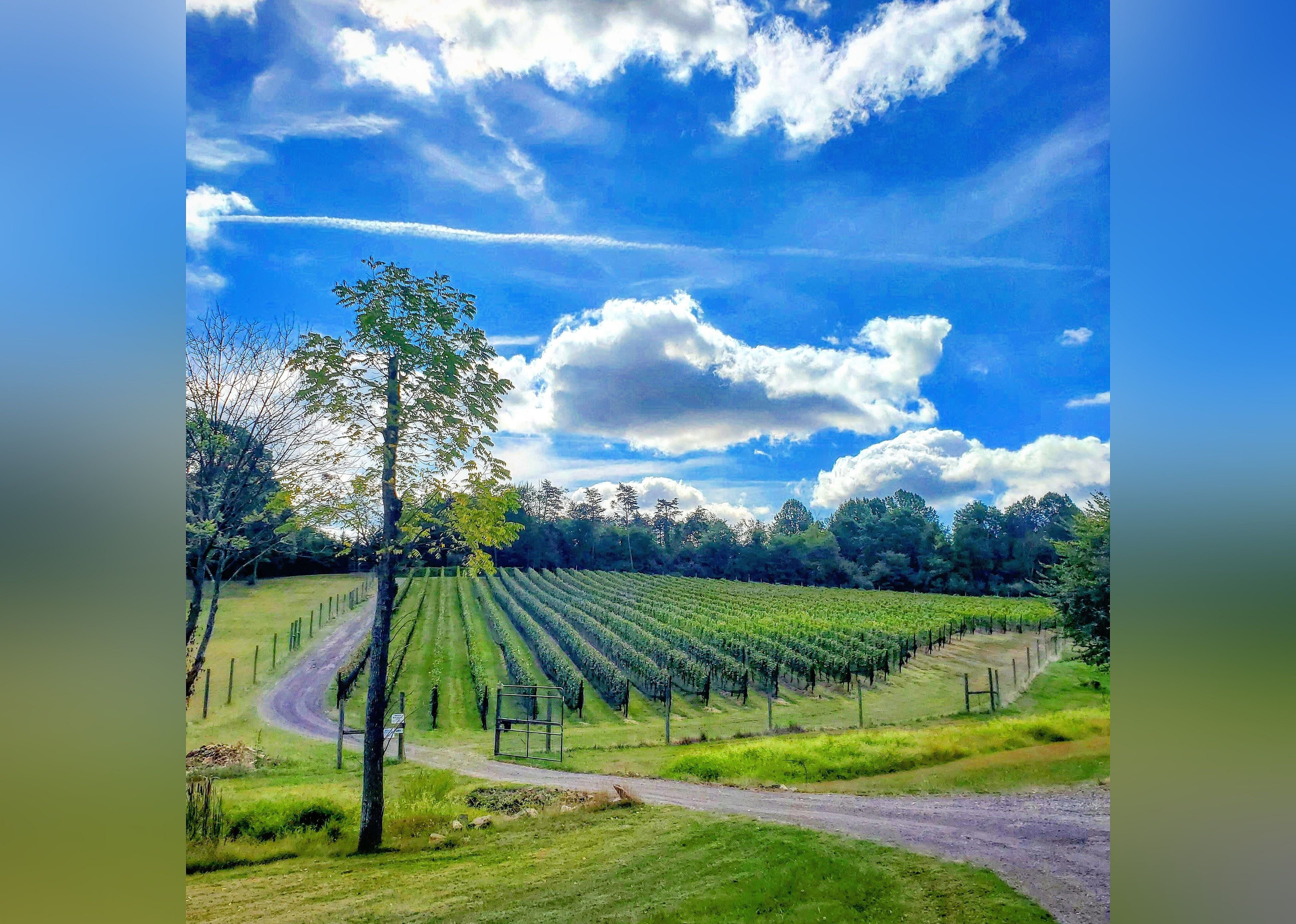 #29. Casanel Vineyards & Winery
