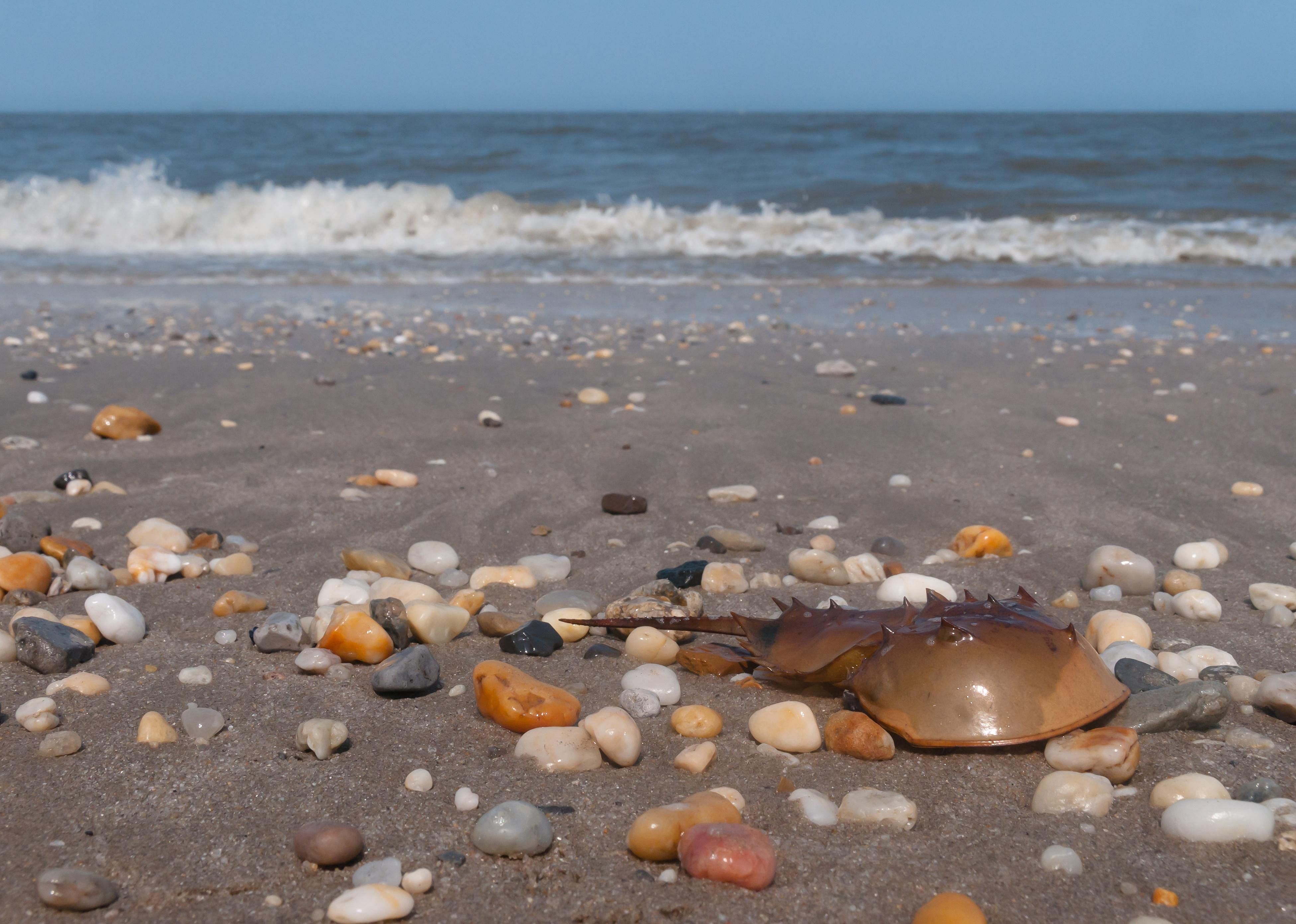 Delaware