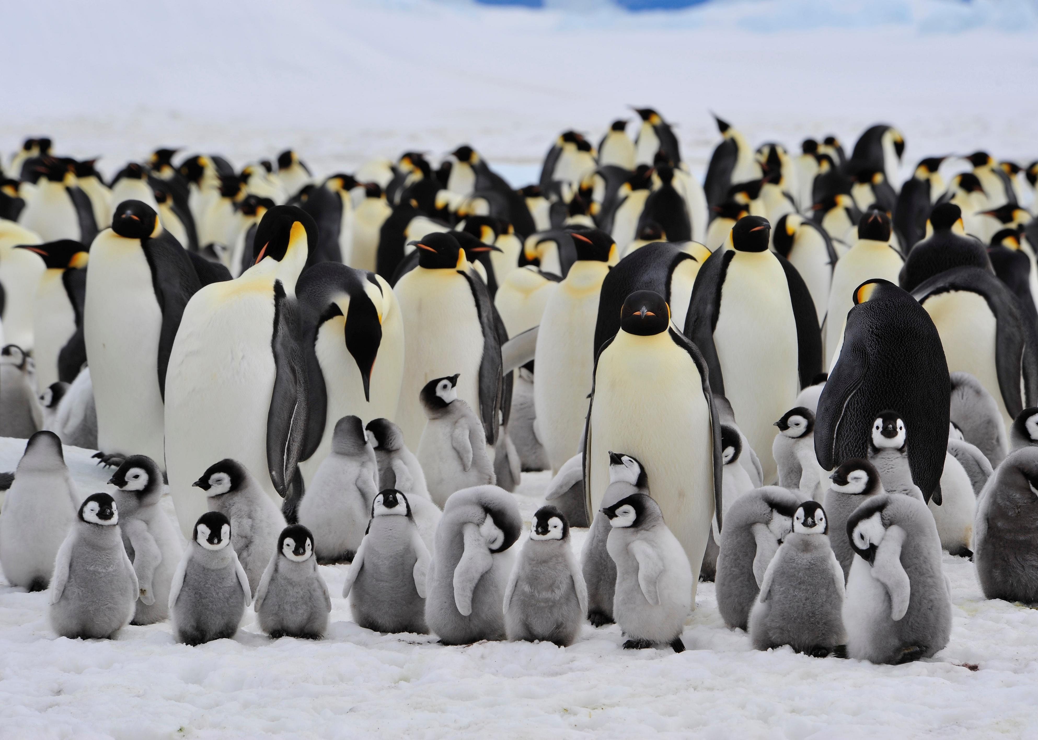 Forming colonies keep penguins warm and protected