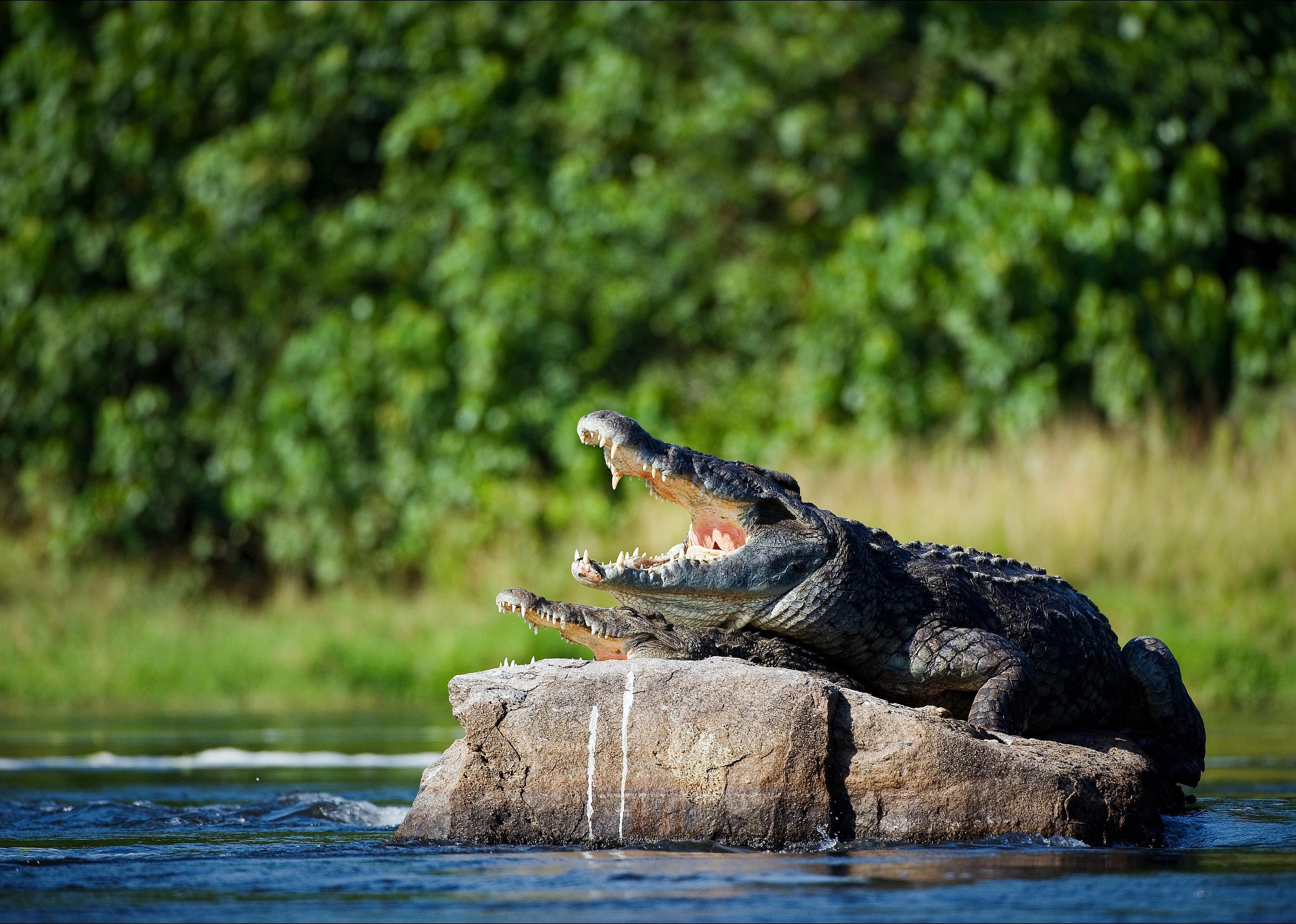 Plover birds and Nile crocodiles