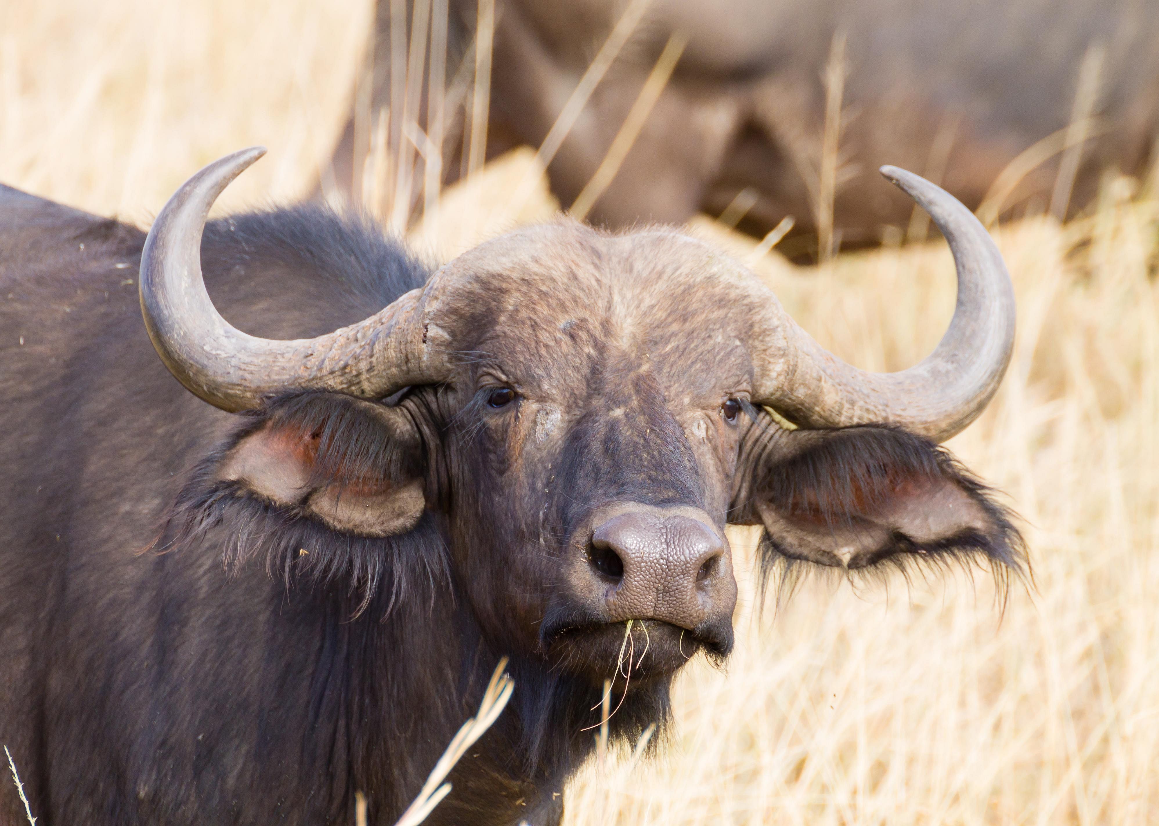 Ruminants and gut bacteria
