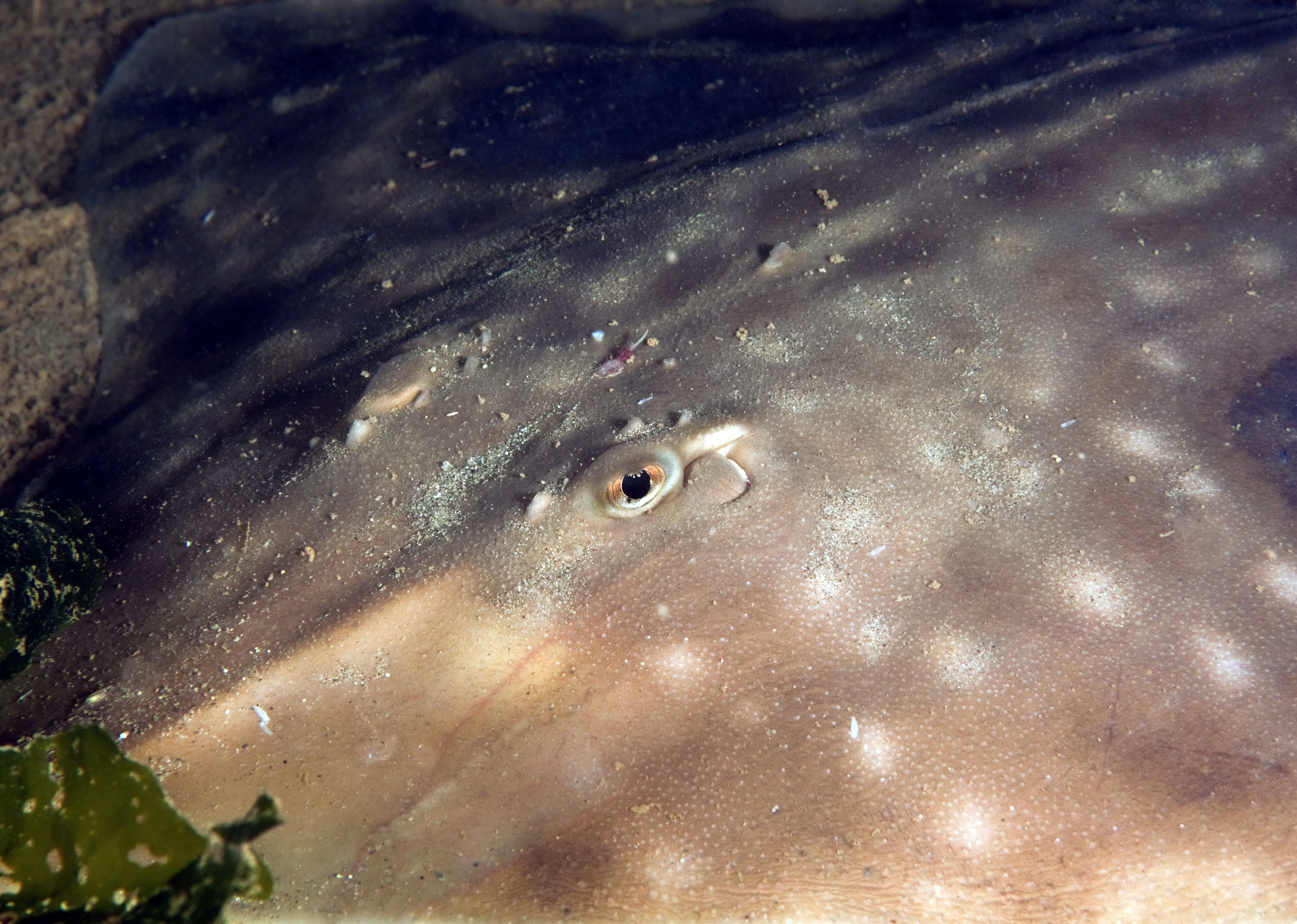A big skate laying on the ocean floor.