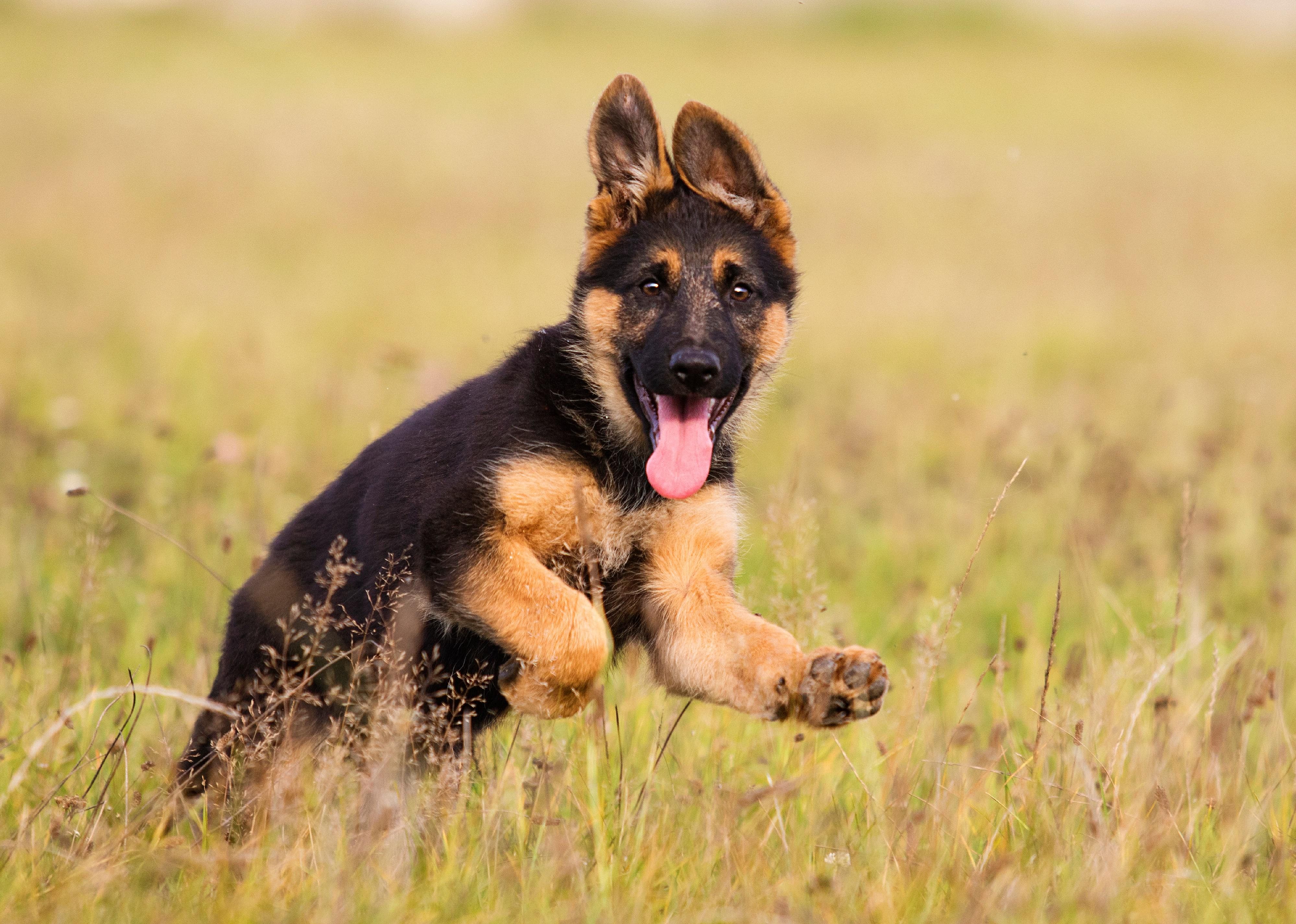 #4. German shepherd