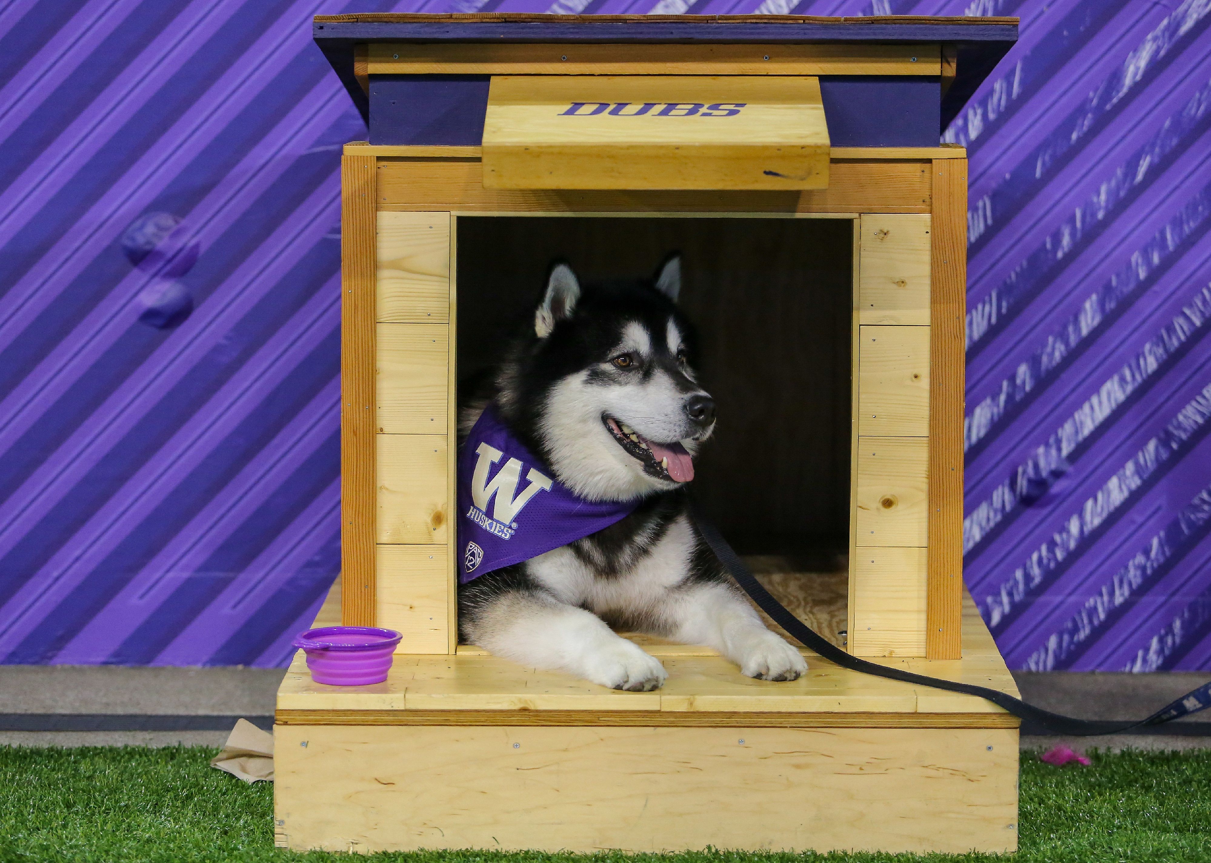  Washington Huskies mascot Dubs II sits in a dog house.