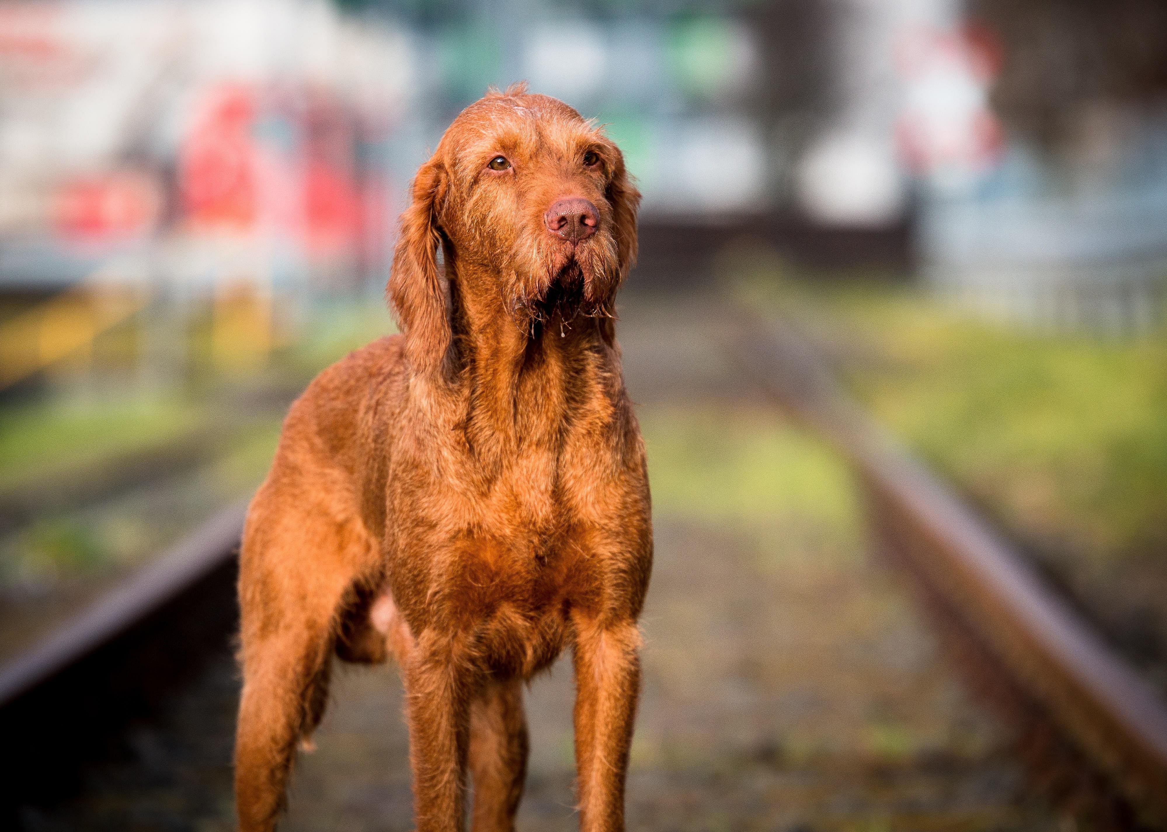 Standing Wirehaired vizsla against blurred background.