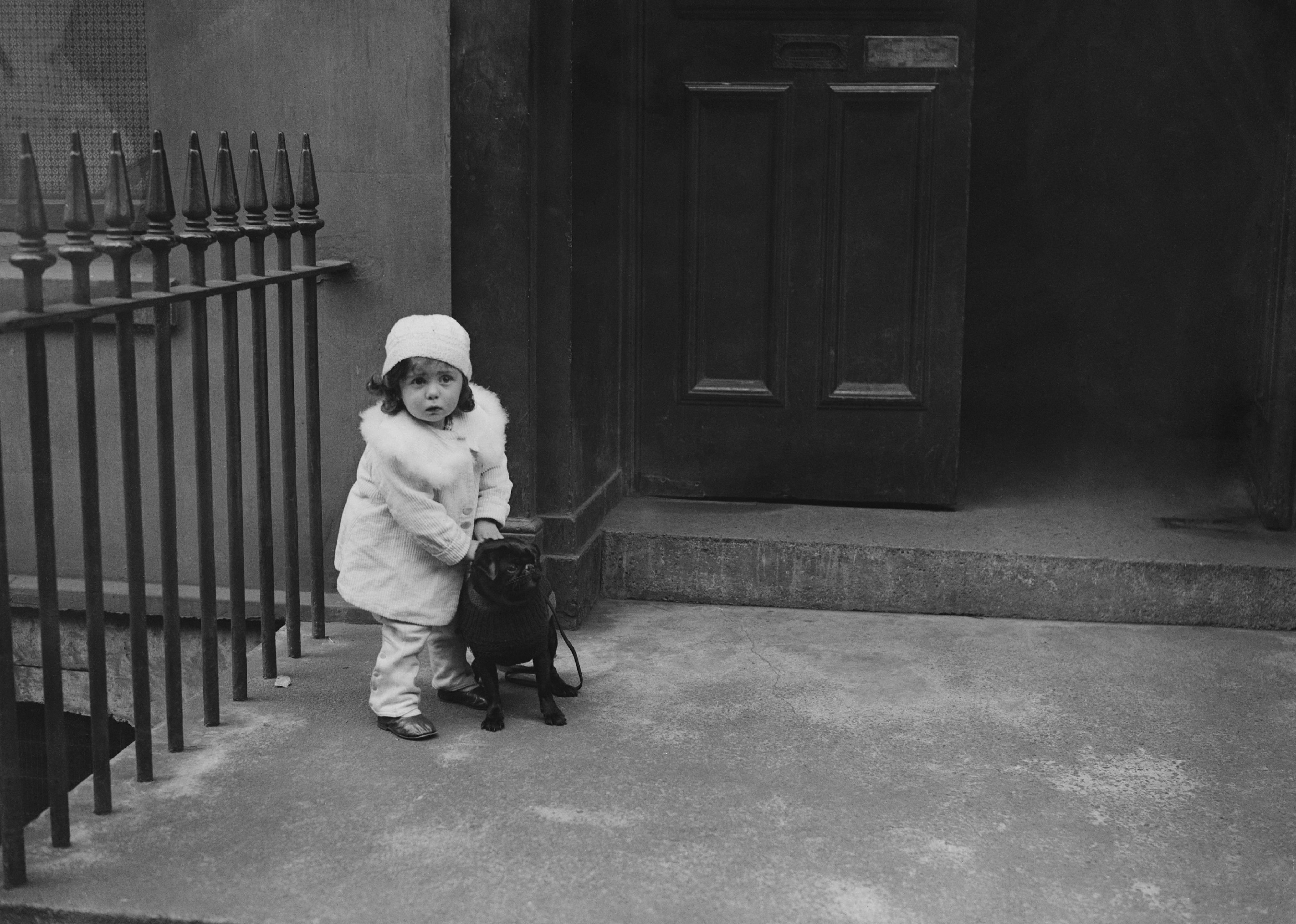 #38. Pug