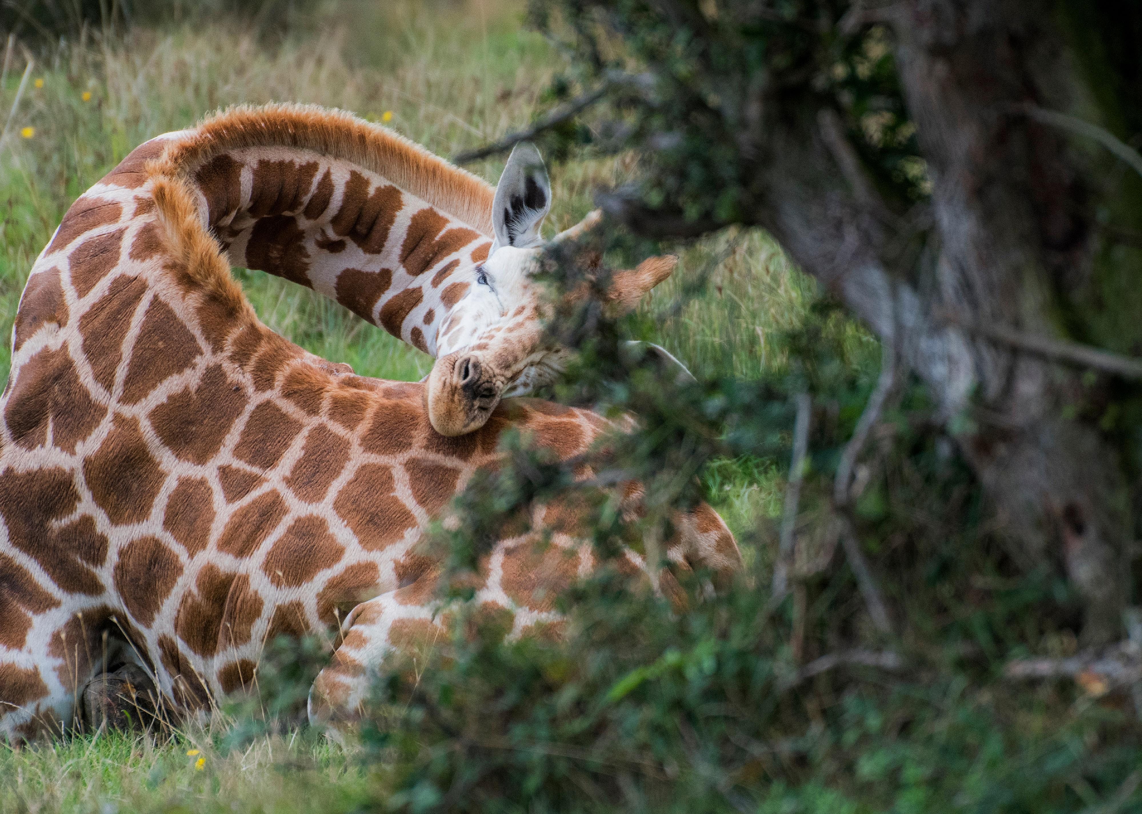 Giraffes sleep on their rumps